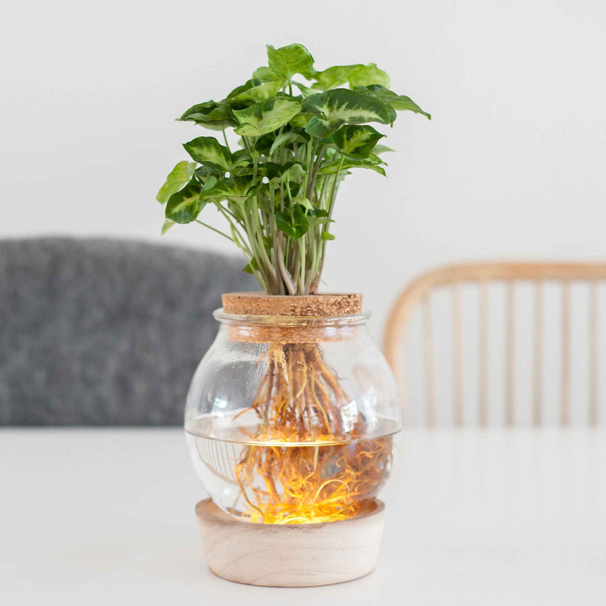 Syngonium in Bolglas met ledverlichting - Hydroponie