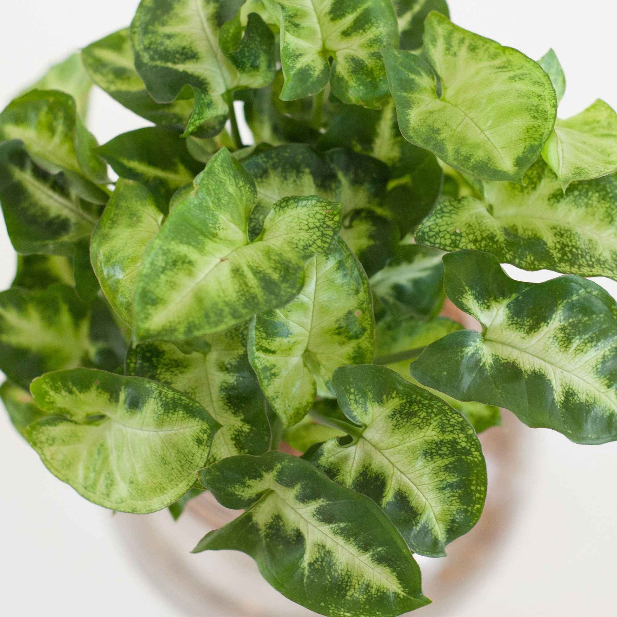 Syngonium in Bolglas met ledverlichting - Hydroponie - Image 2
