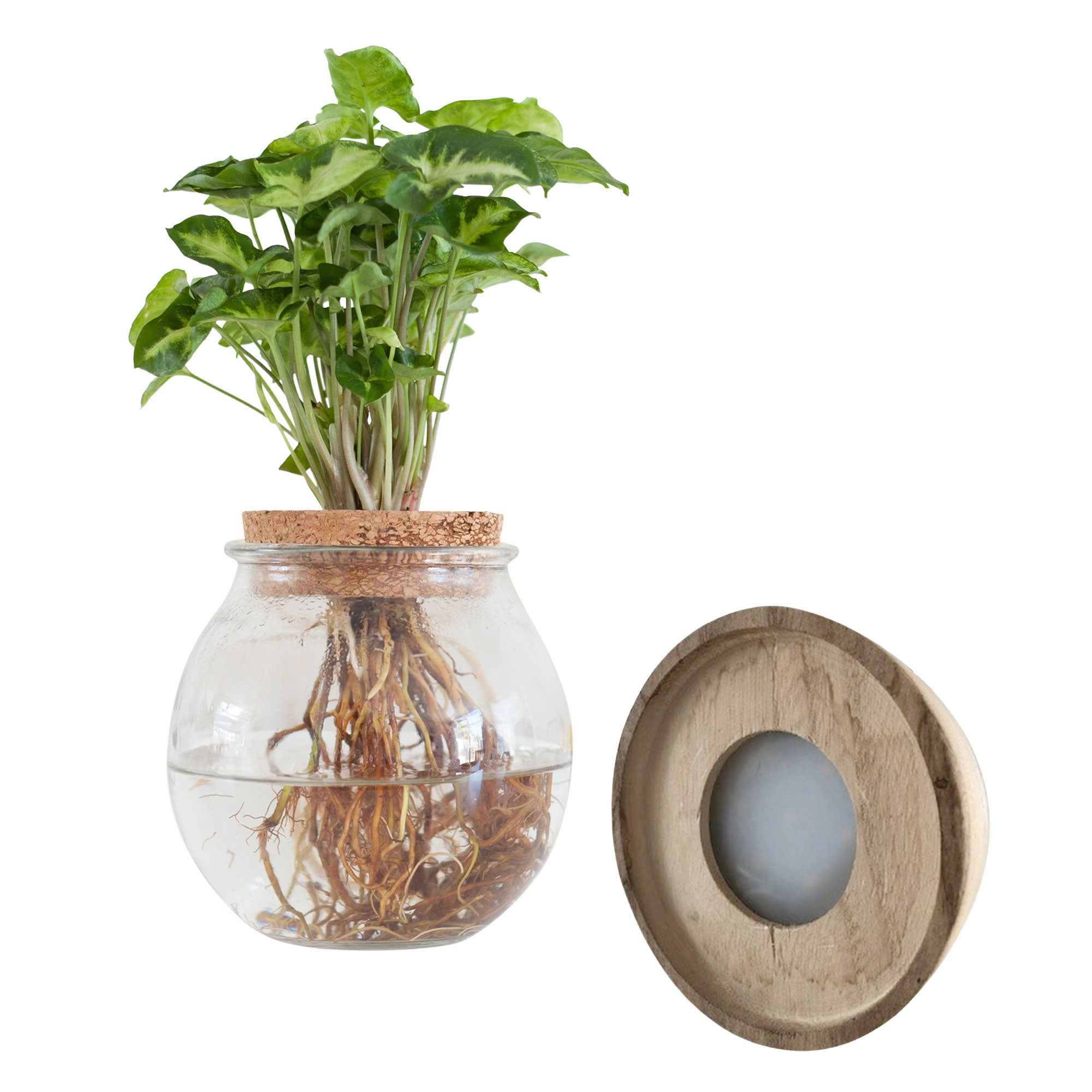 Syngonium in Bolglas met ledverlichting - Hydroponie - Image 3