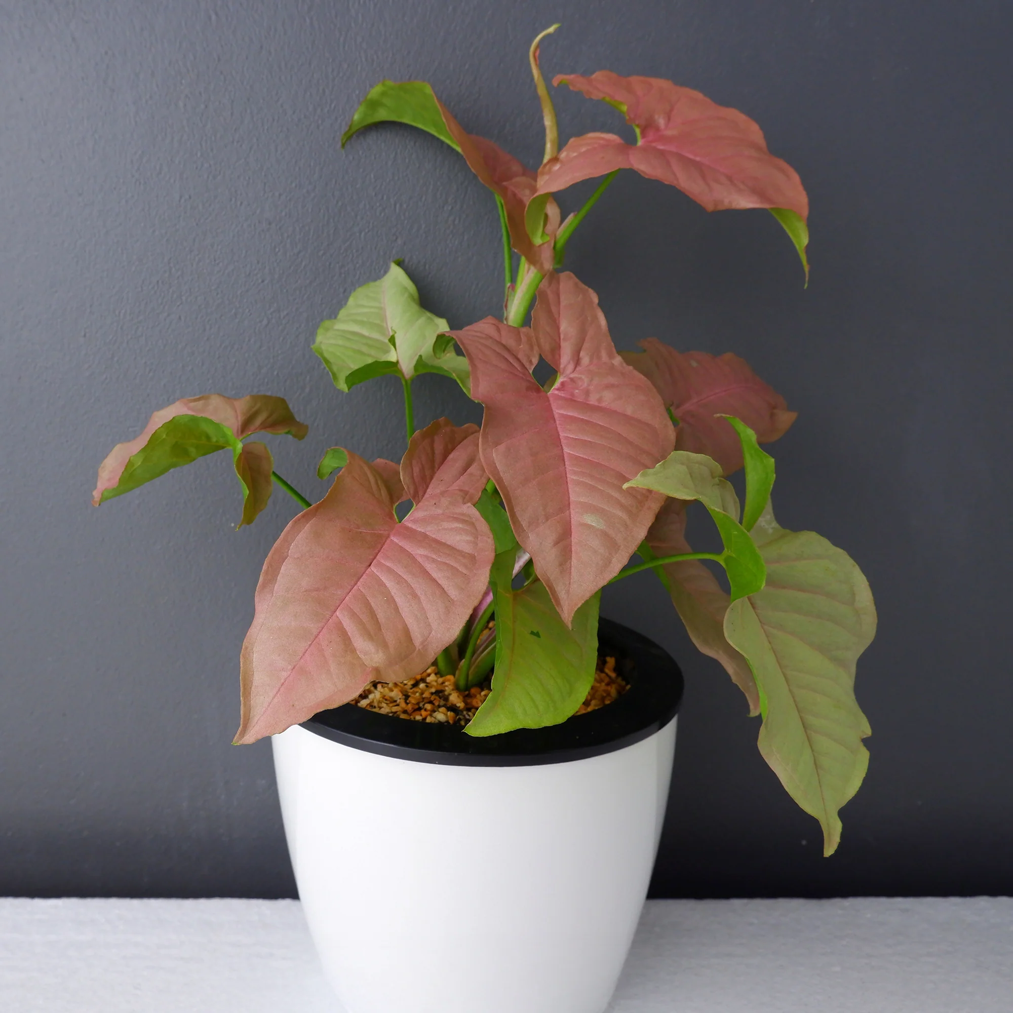 Syngonium Neon - Image 2