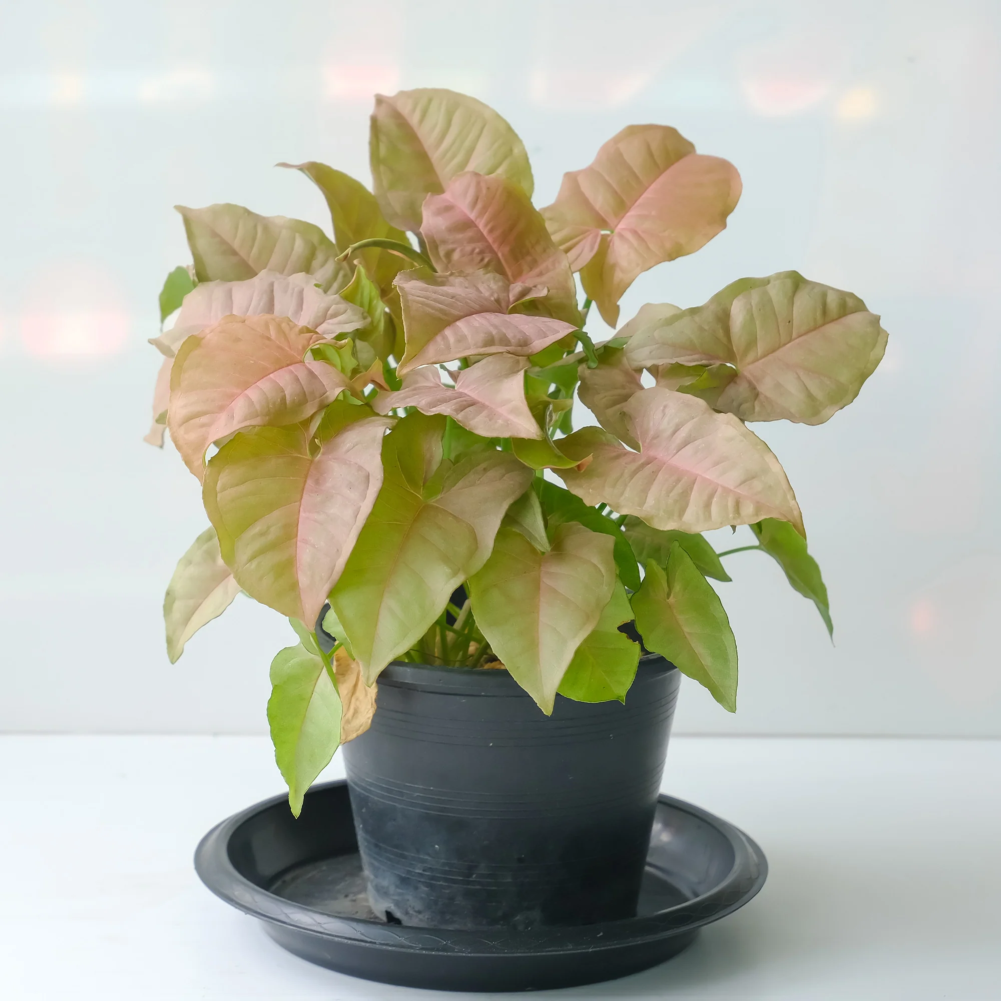 Syngonium Neon - Image 3