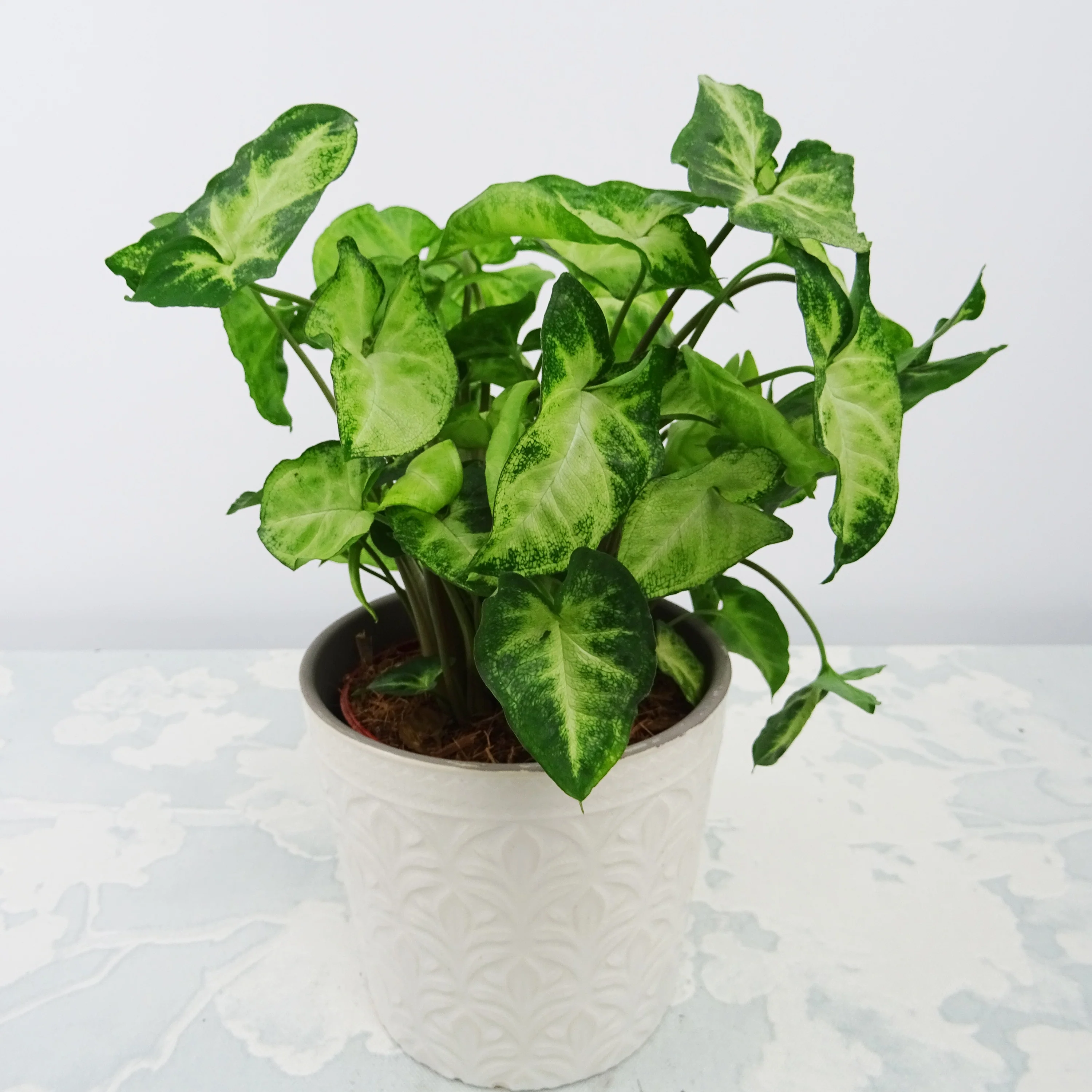 Syngonium 'Pixie' - Image 2