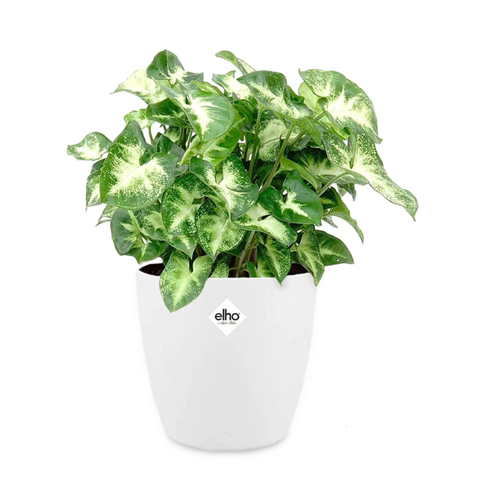 Syngonium 'Pixie' - Image 3