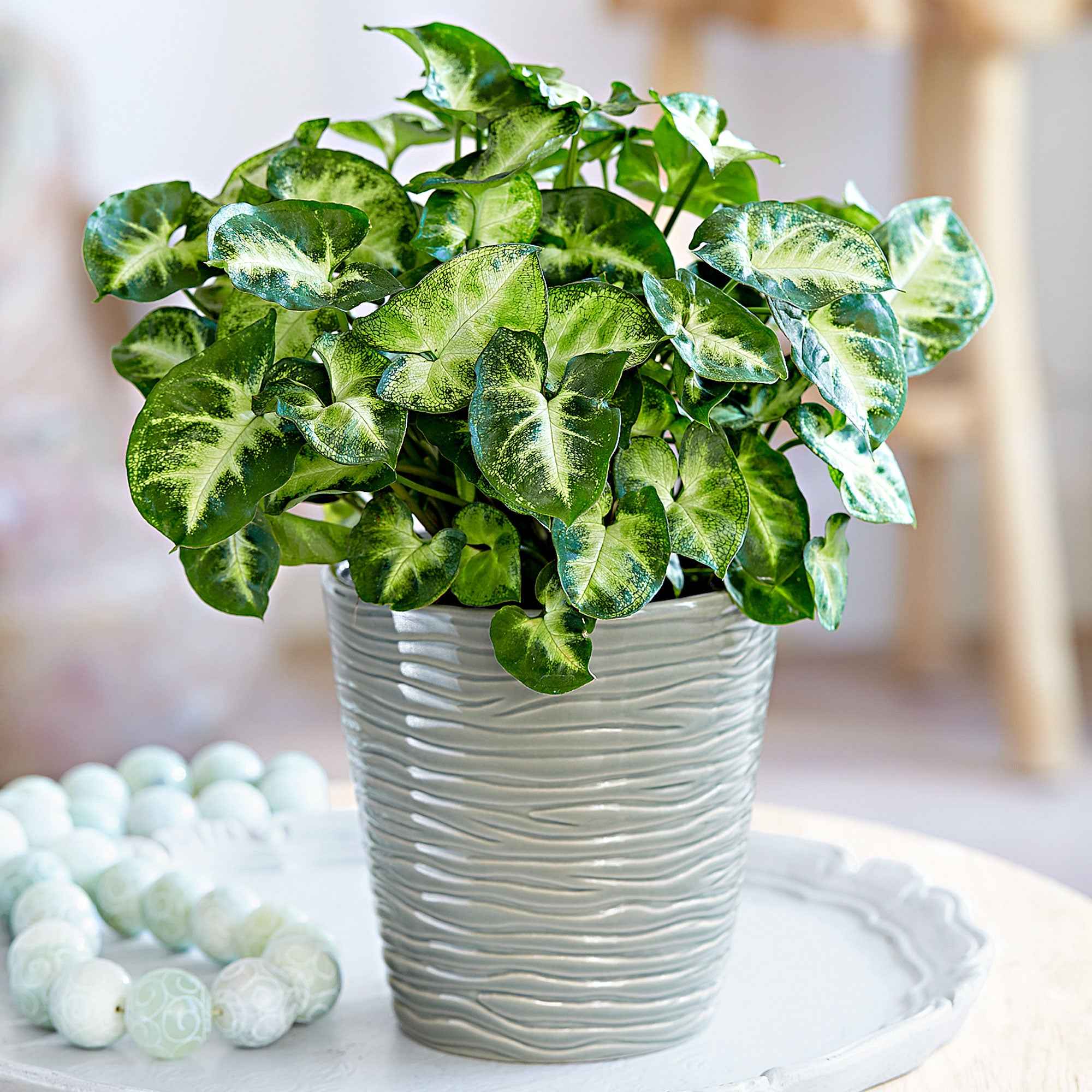Syngonium 'Pixie'  12 cm pot