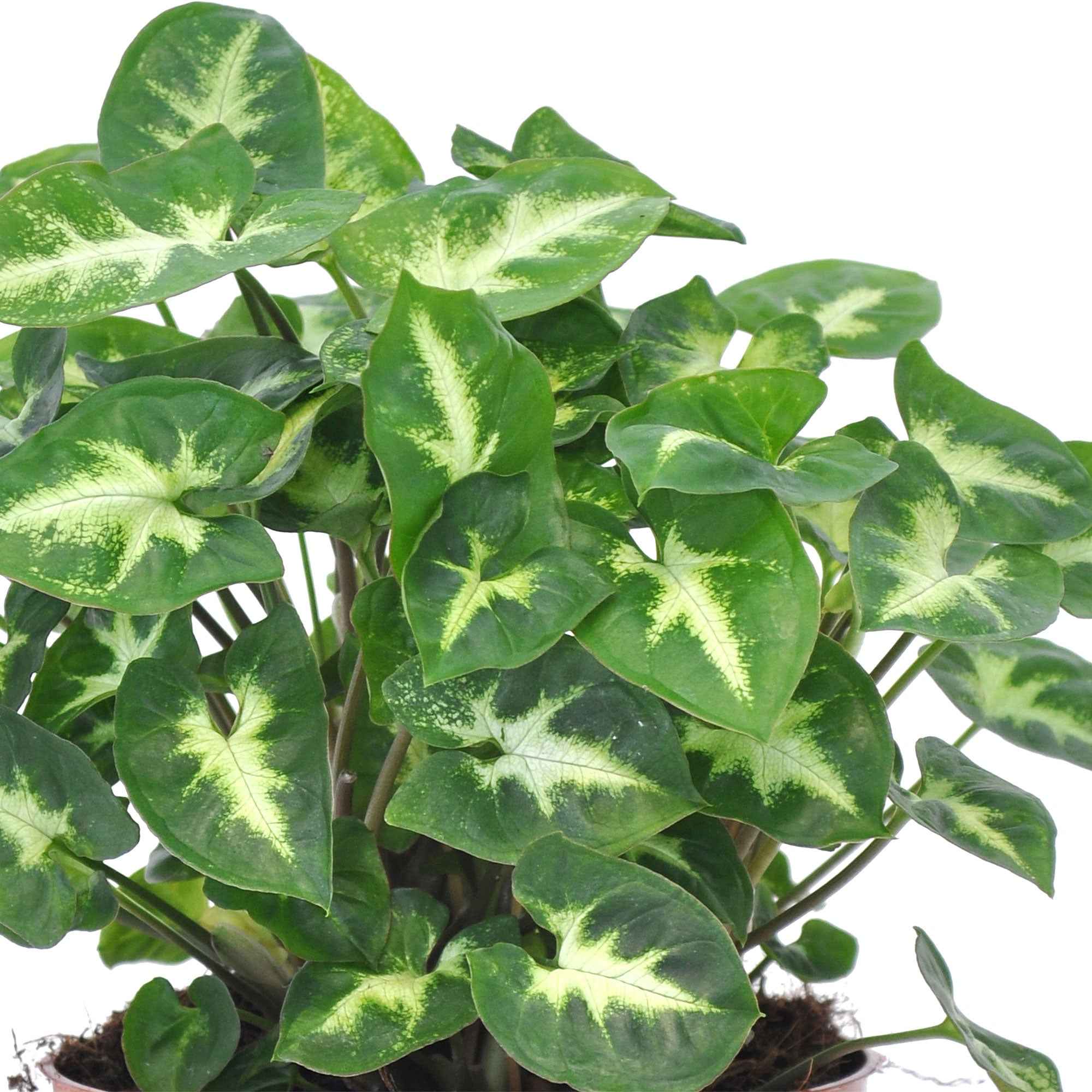 Syngonium 'Pixie'  12 cm pot - Image 2