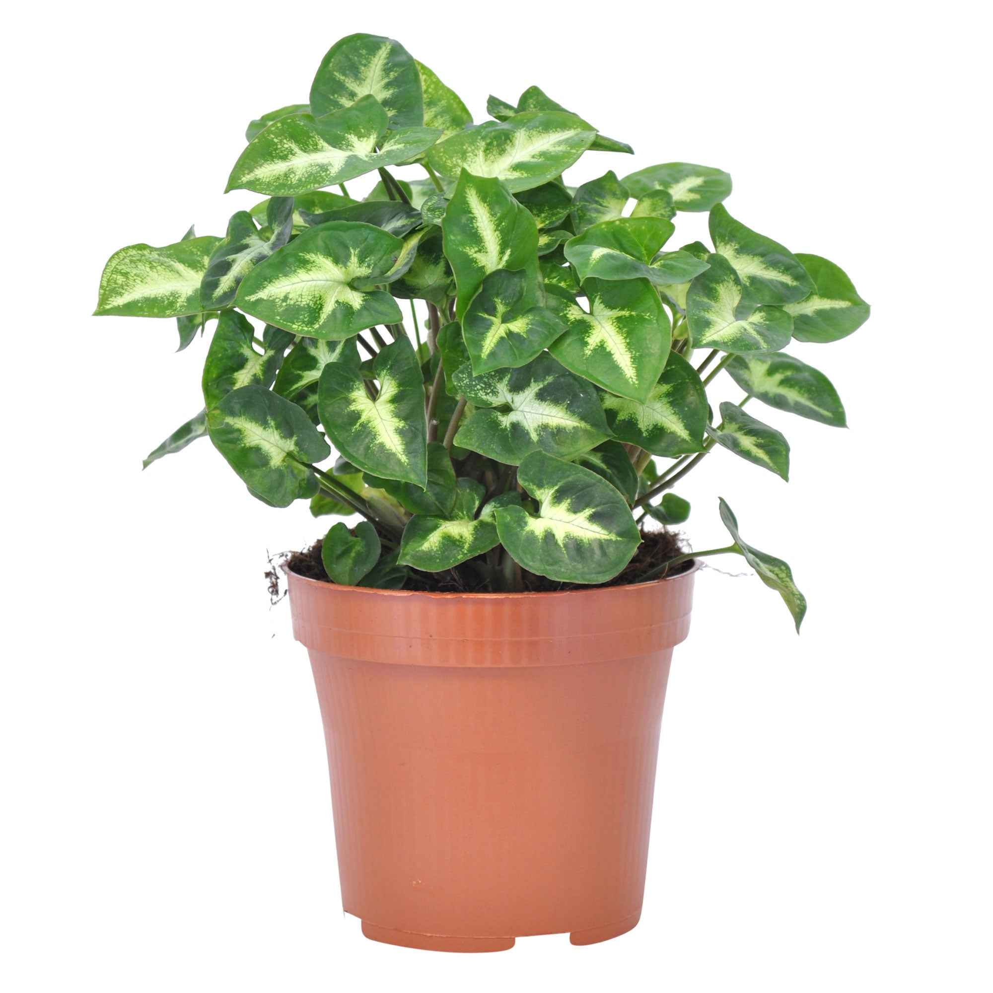 Syngonium 'Pixie'  12 cm pot - Image 3