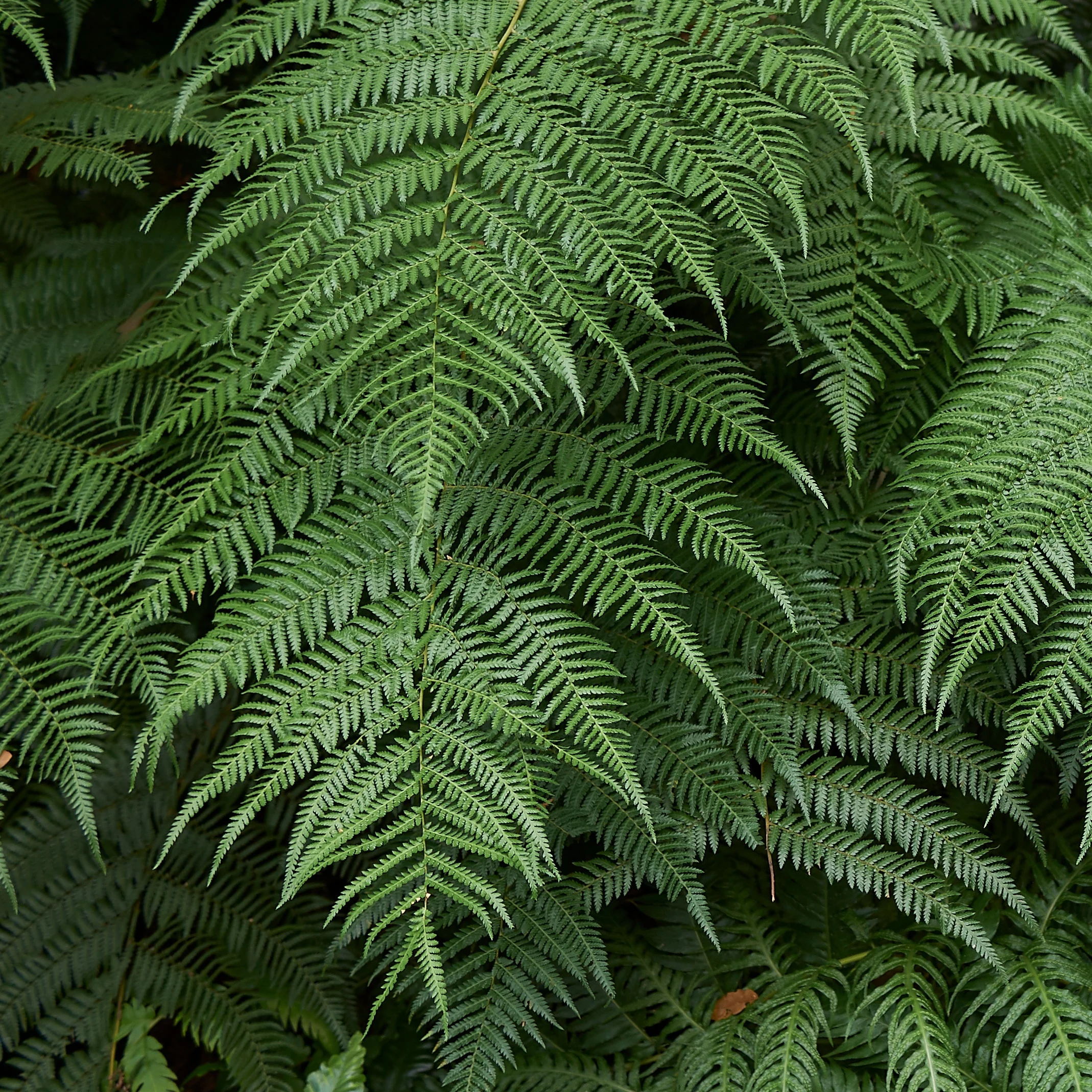 Tasmaanse boomvaren - Image 5
