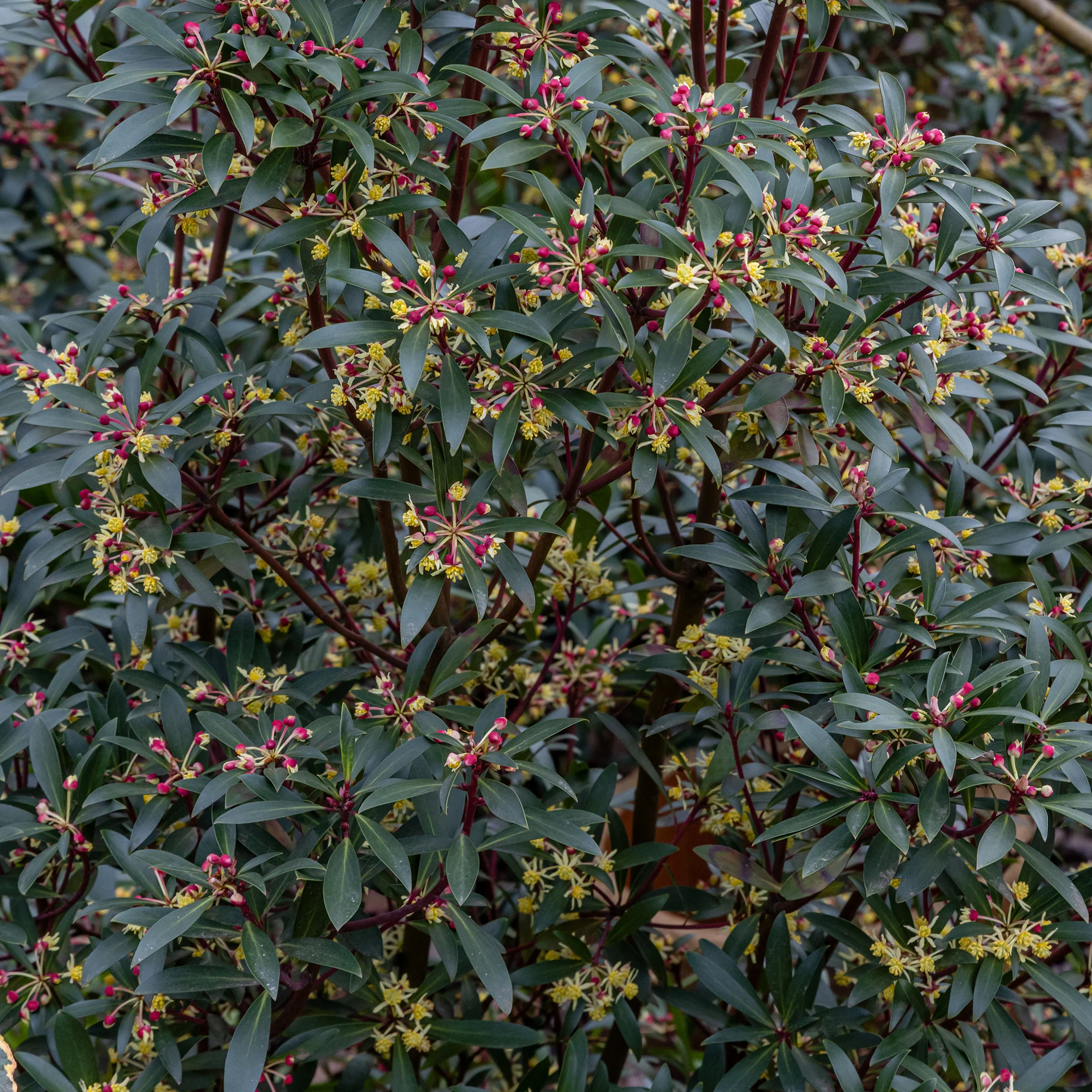 Tasmaanse Peper