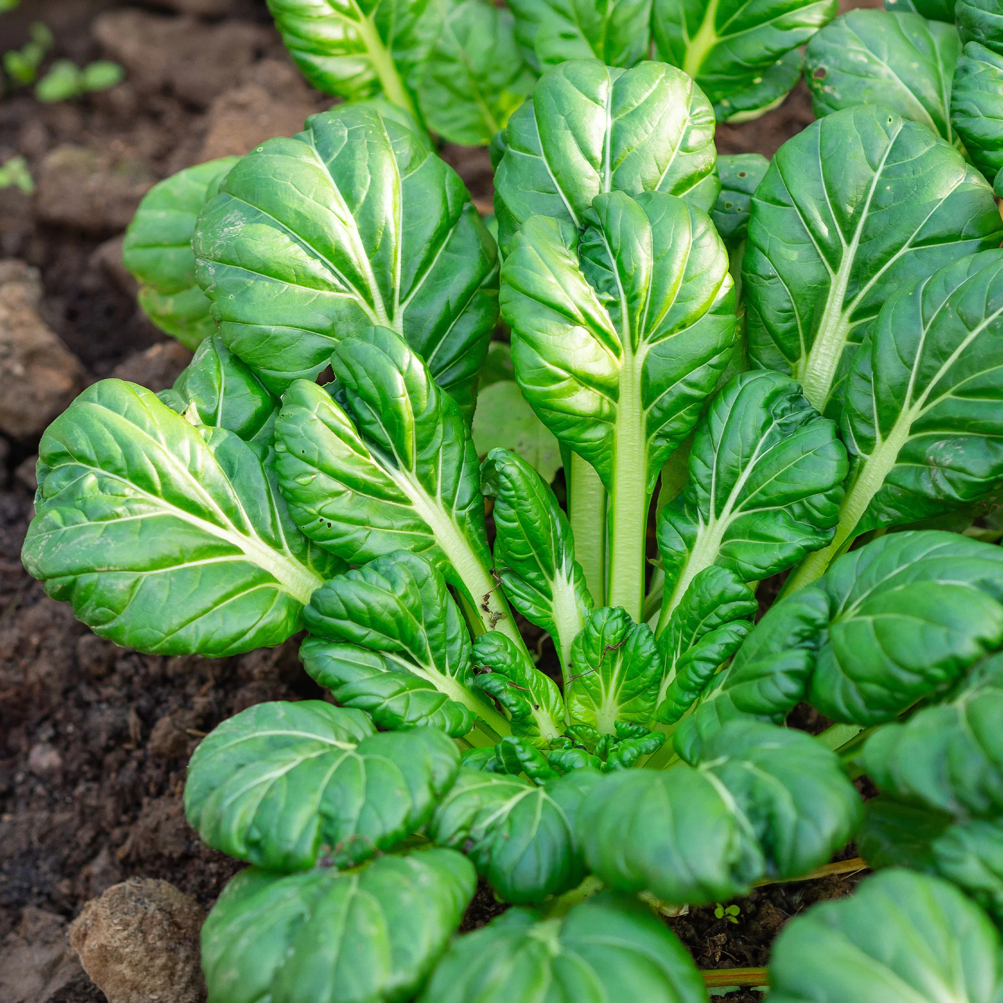 Tatsoi - BIO - Image 2
