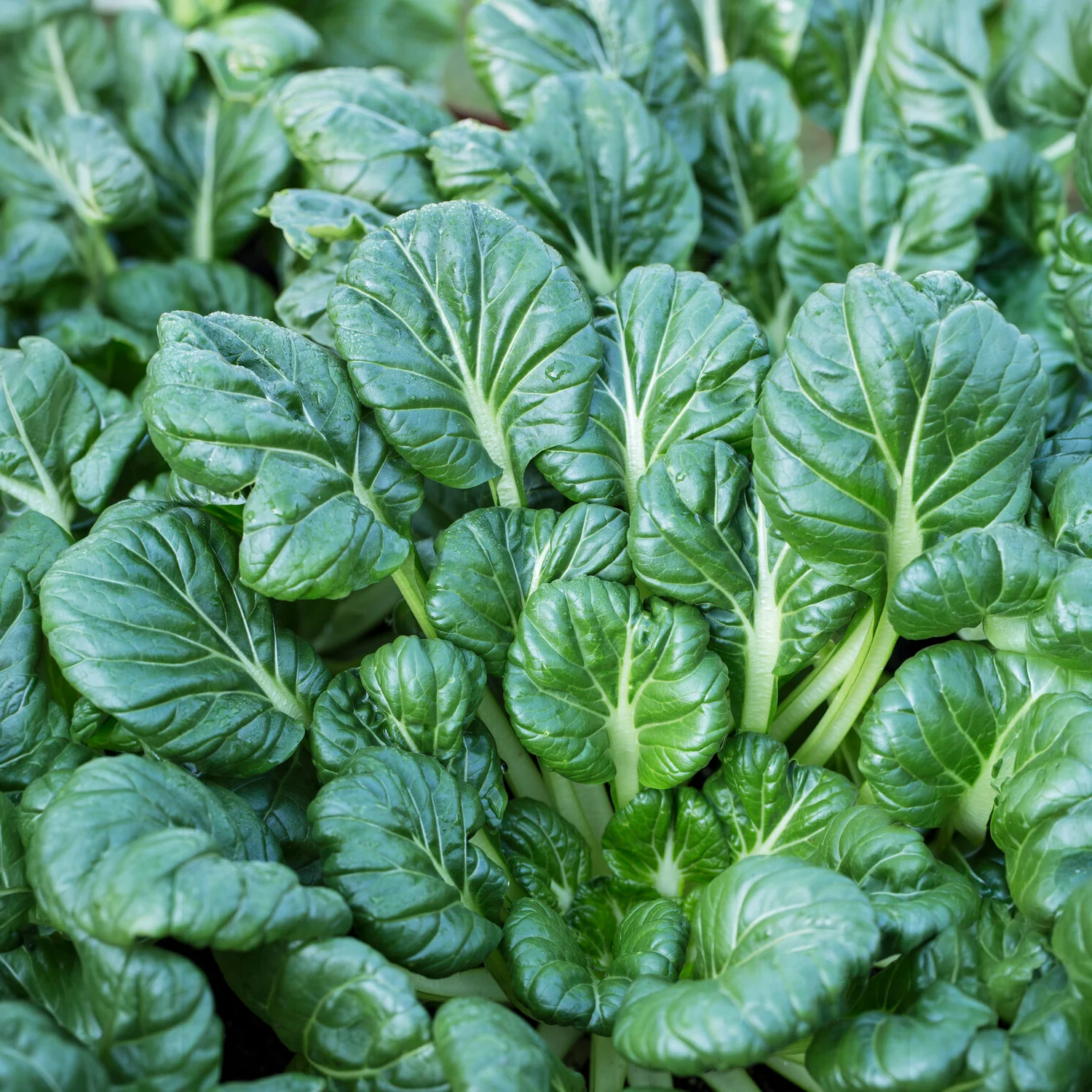 Tatsoi - BIO - Image 4