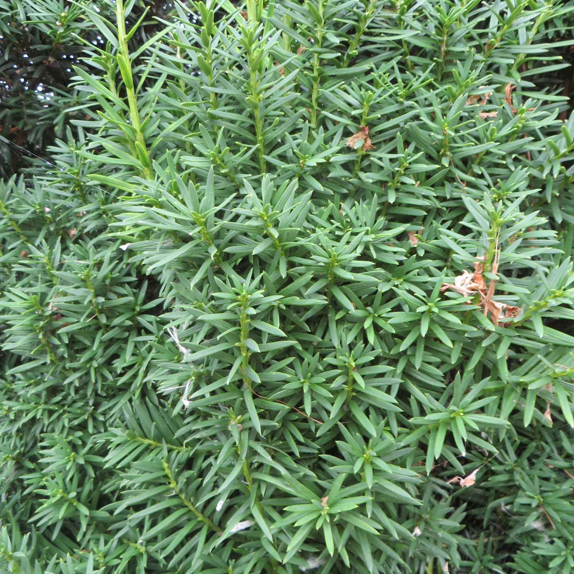 Miniatuur 2