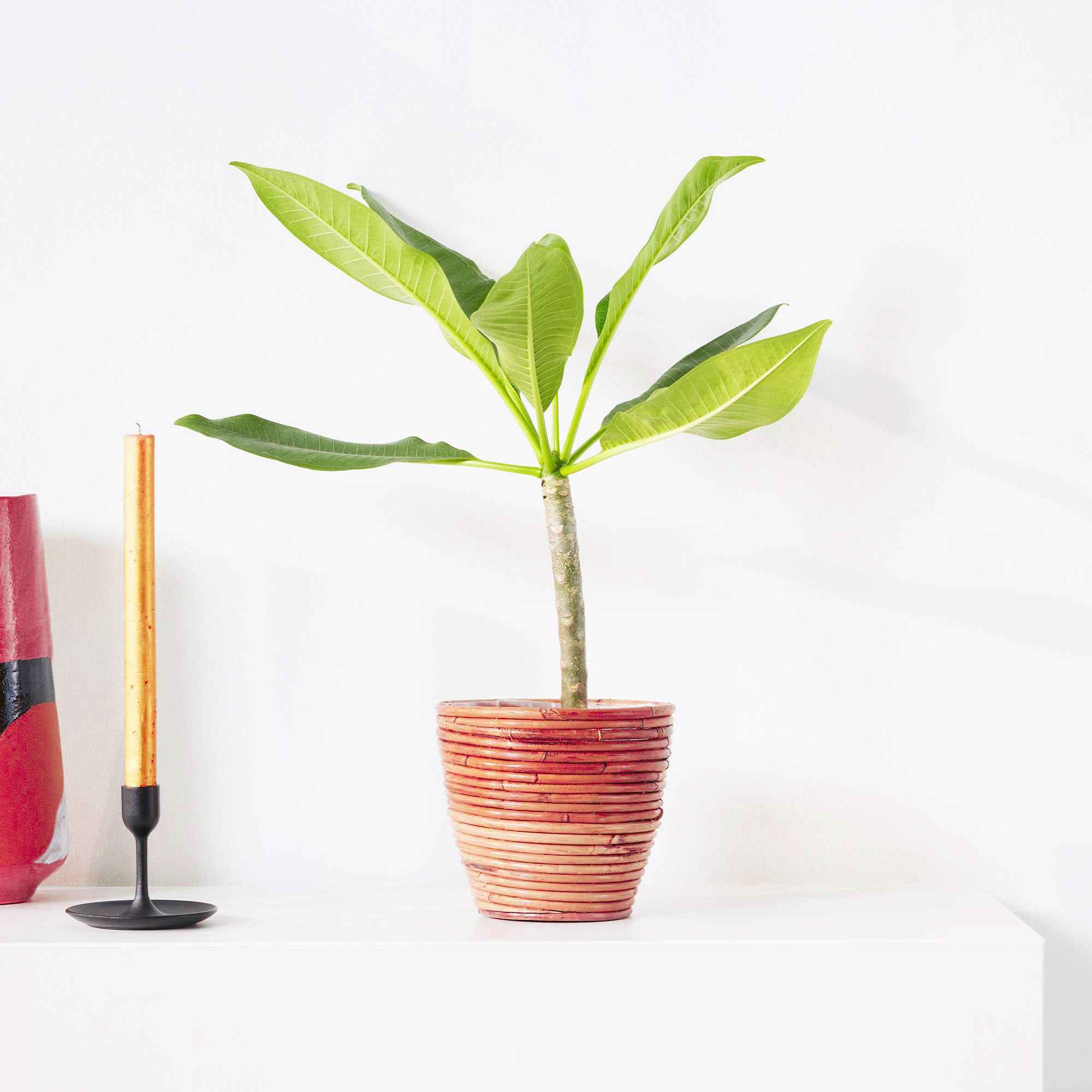 Tempelboom Frangipani Plumeria 'Bordeaux' Rood-Paars