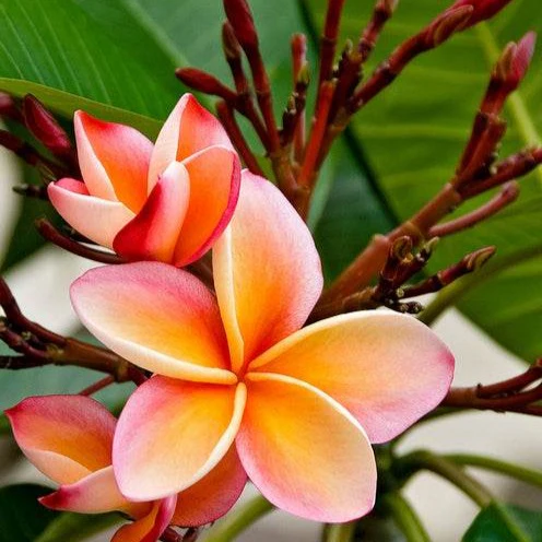 Tempelboom Frangipani Plumeria 'Bordeaux' Rood-Paars - Image 2