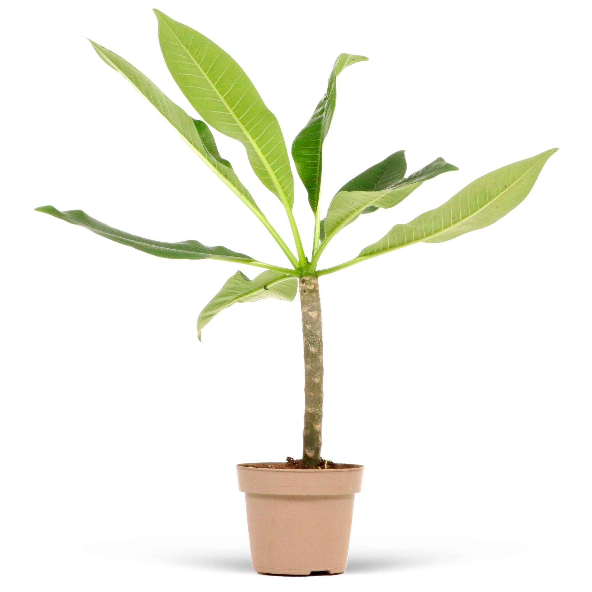 Tempelboom Frangipani Plumeria 'Yellow Pink' Geel-Roze