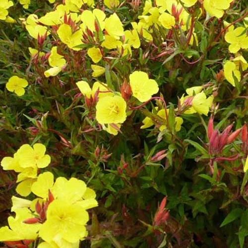 Teunisbloem Erica Robin