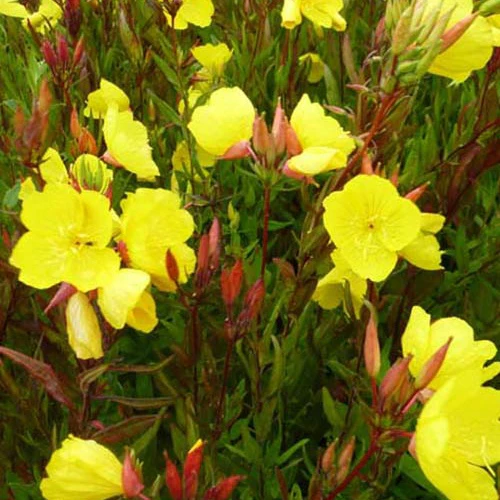 Teunisbloem glauque