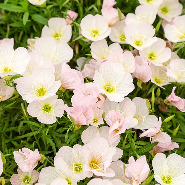 Teunisbloem 'Siskiyou Pink' (x2) wit - Image 2