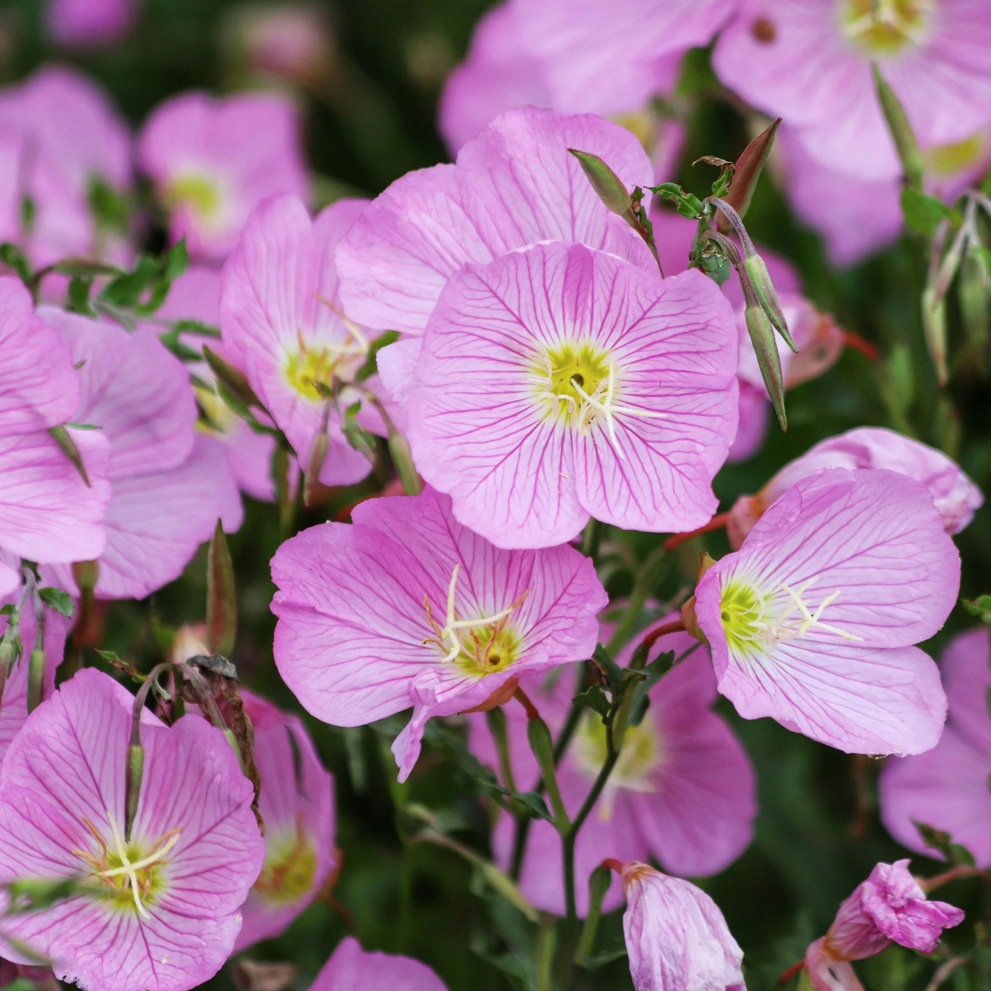 Teunisbloem 'Siskiyou Pink' (x2) roze - Image 3