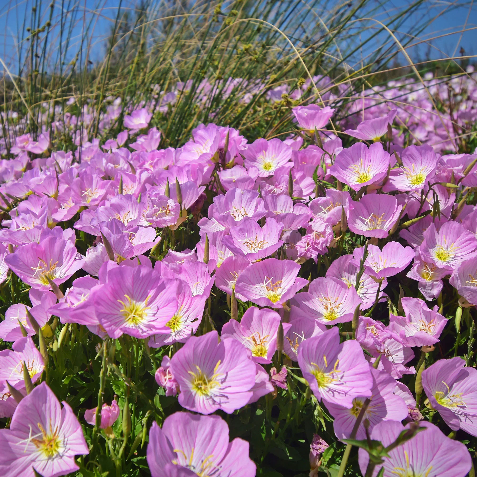 Teunisbloem 'Siskiyou Pink' (x2) roze - Image 4