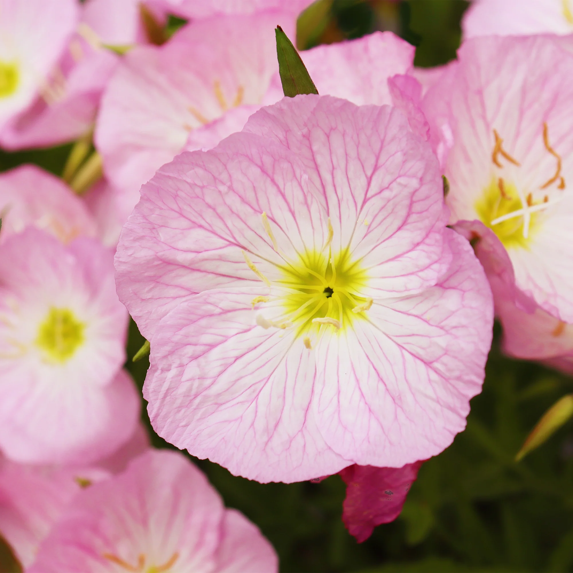 Teunisbloem 'Siskiyou Pink' (x2) roze - Image 5