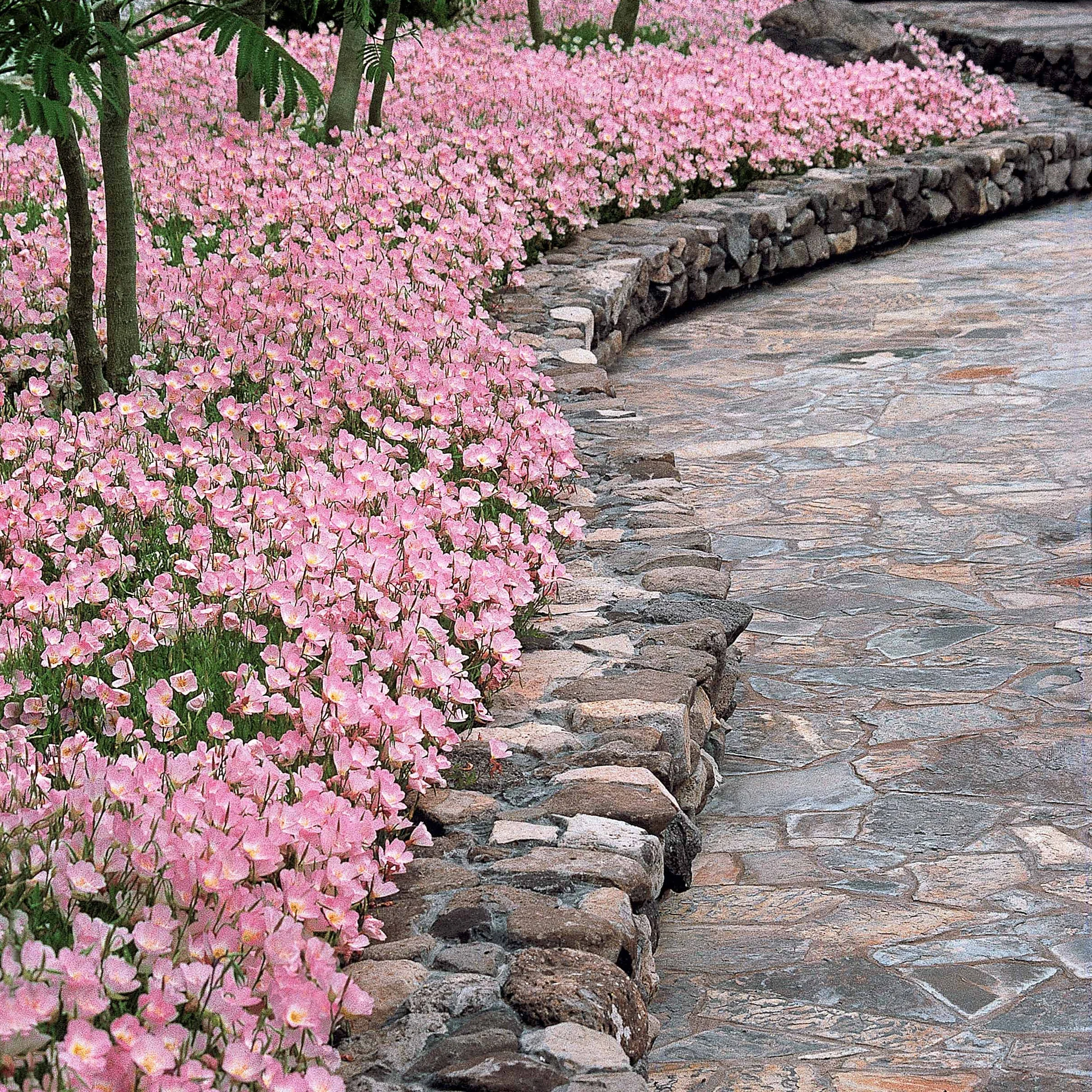 Teunisbloem 'Siskiyou Pink' (x2) roze - Image 6