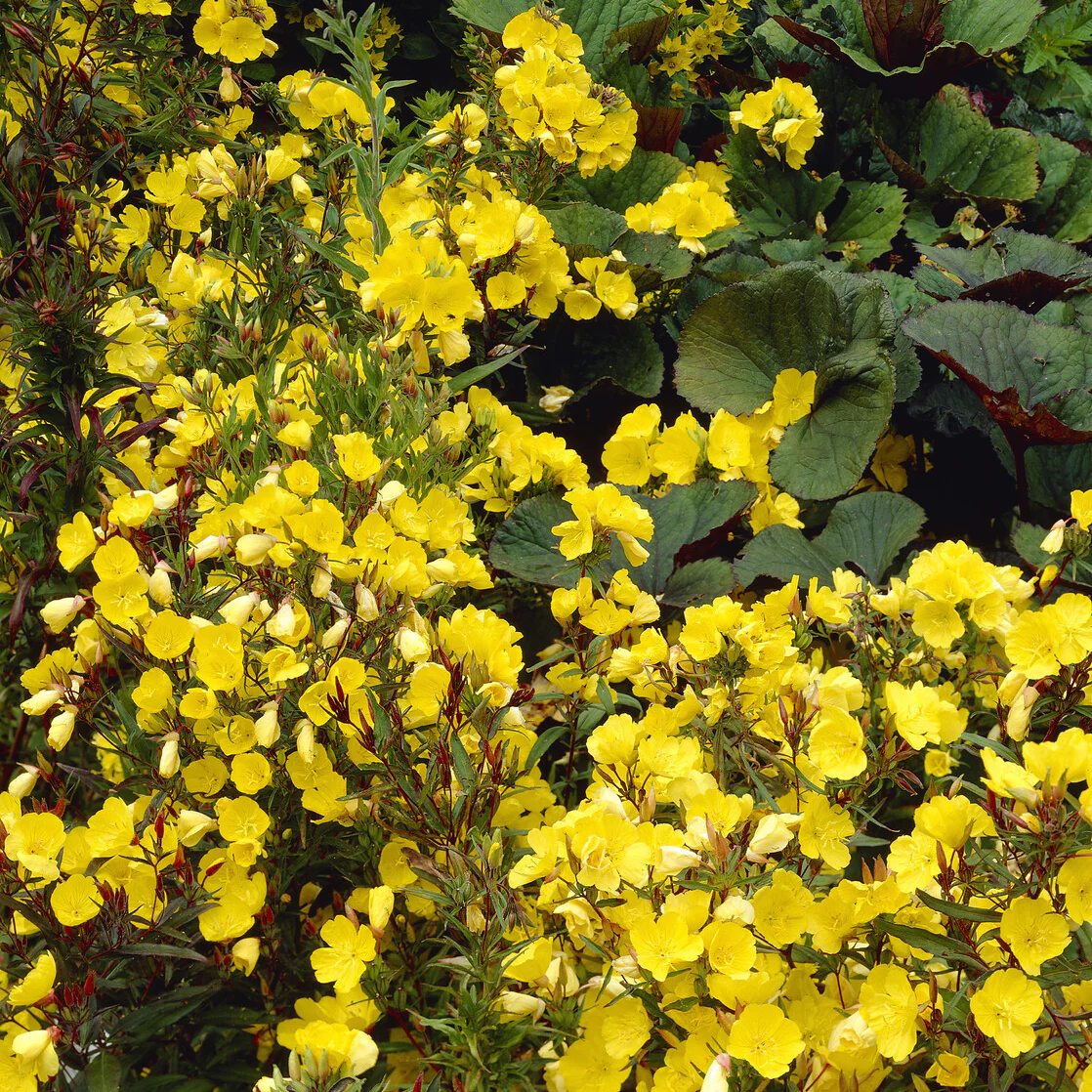 Teunisbloem 'Sonnewende' - Image 2