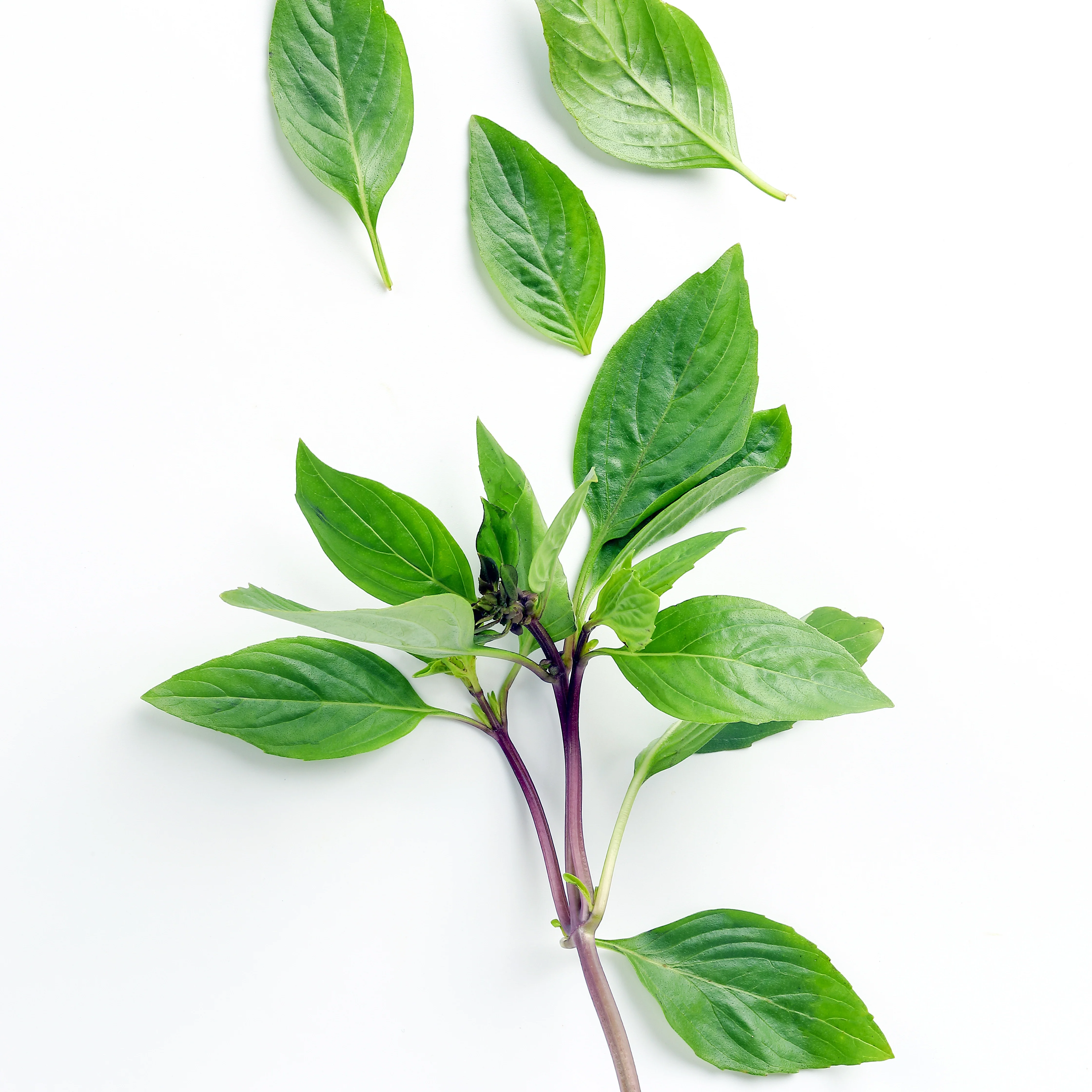 Thaise basilicum - Image 4