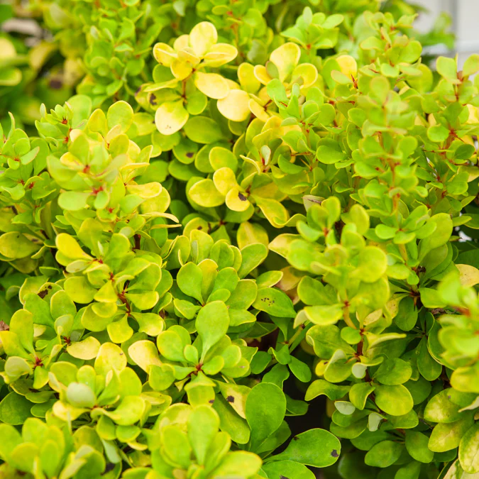 Thunberg struik Golden Rocket - Image 2