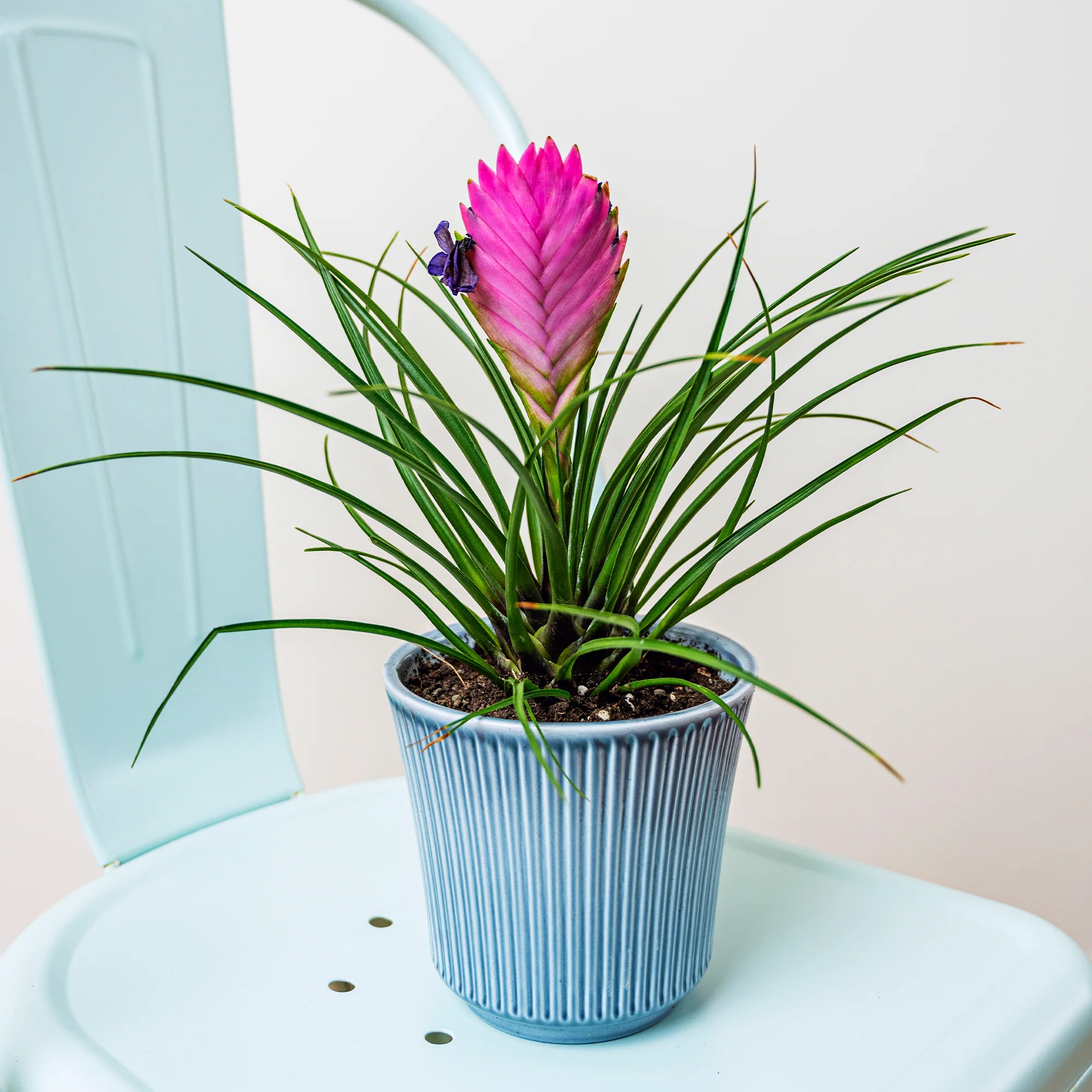 Tillandsia cyanea