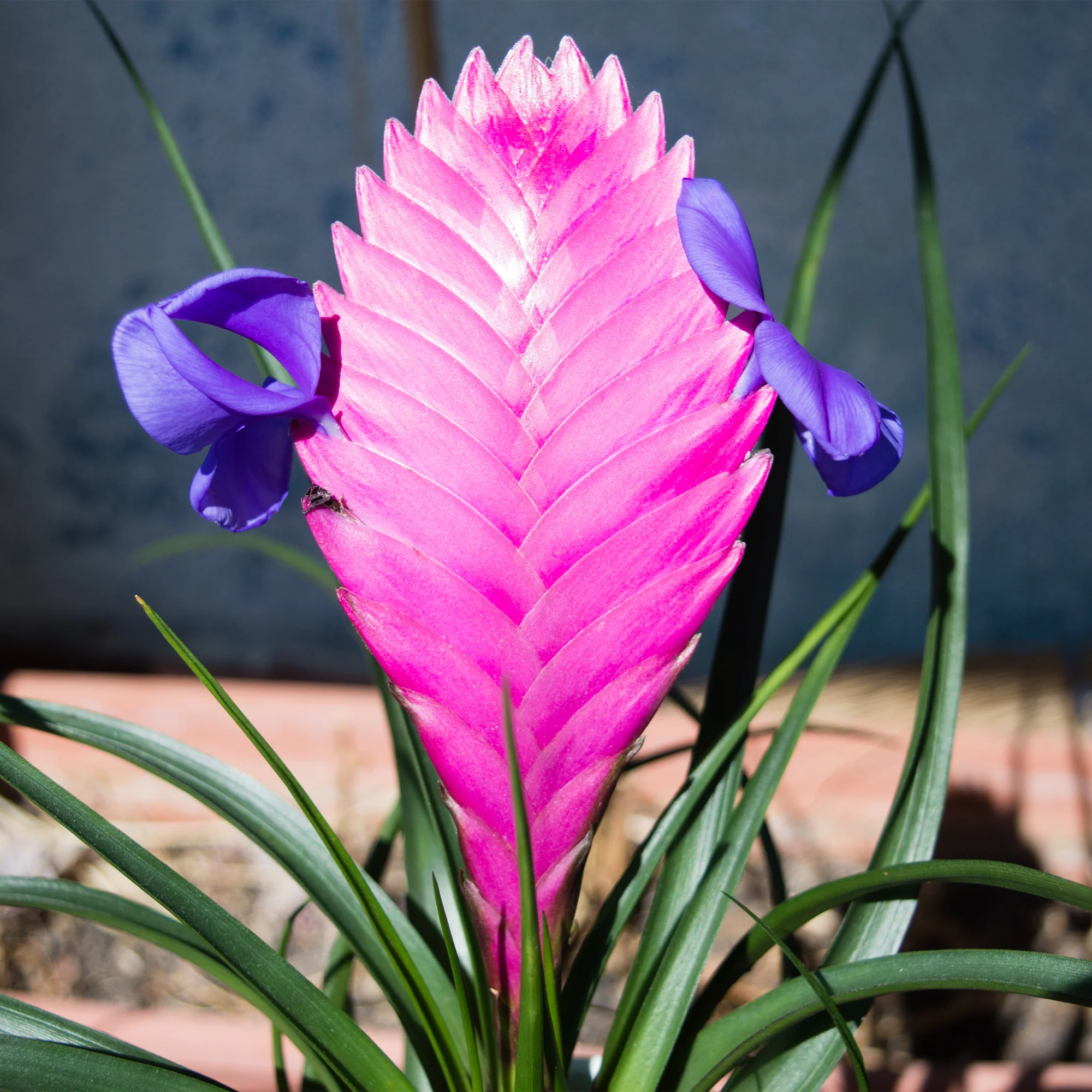 Tillandsia cyanea - Image 2