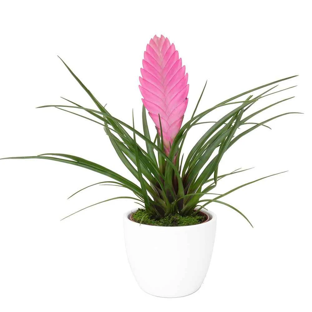 Tillandsia cyanea - Image 3
