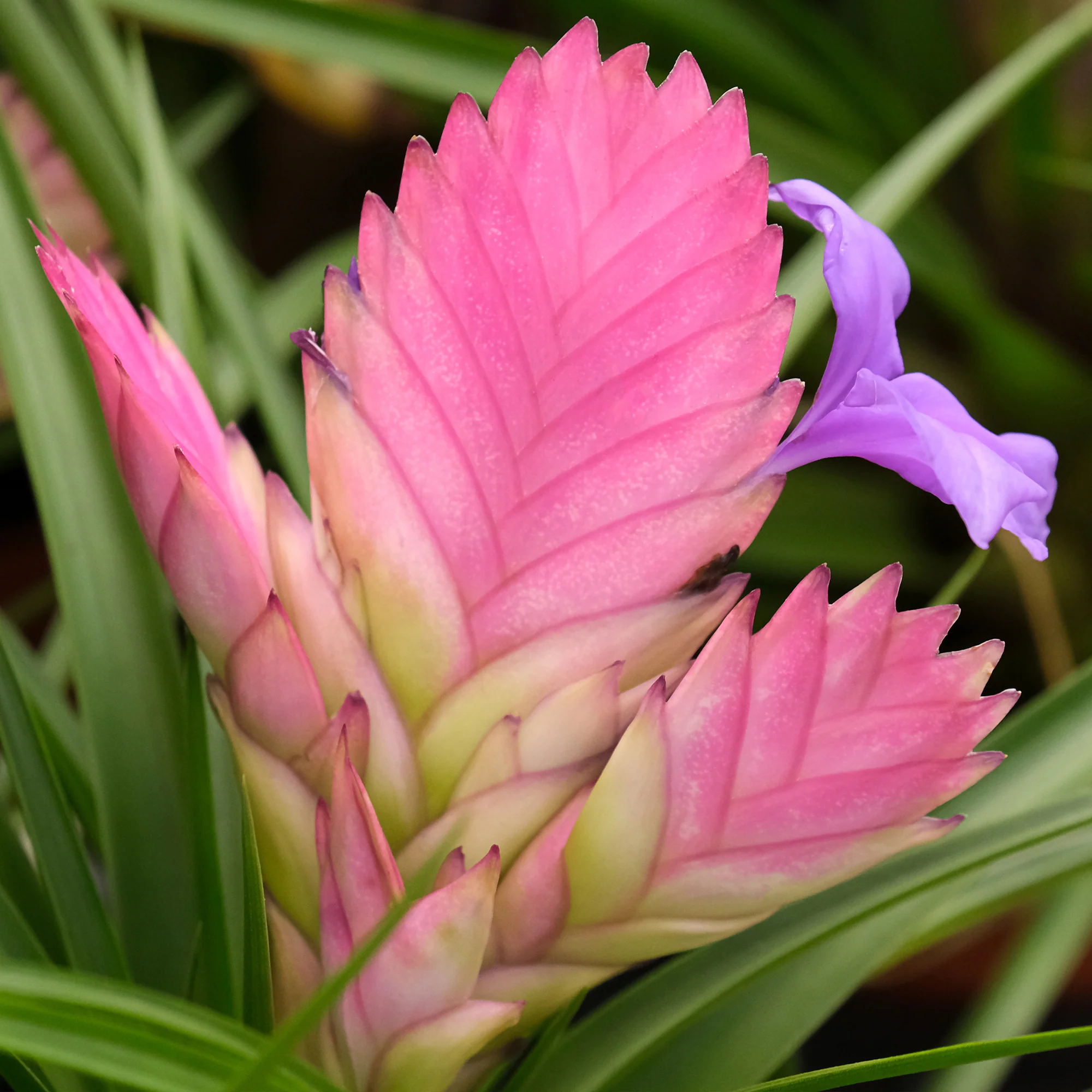 Tillandsia cyanea - Image 4