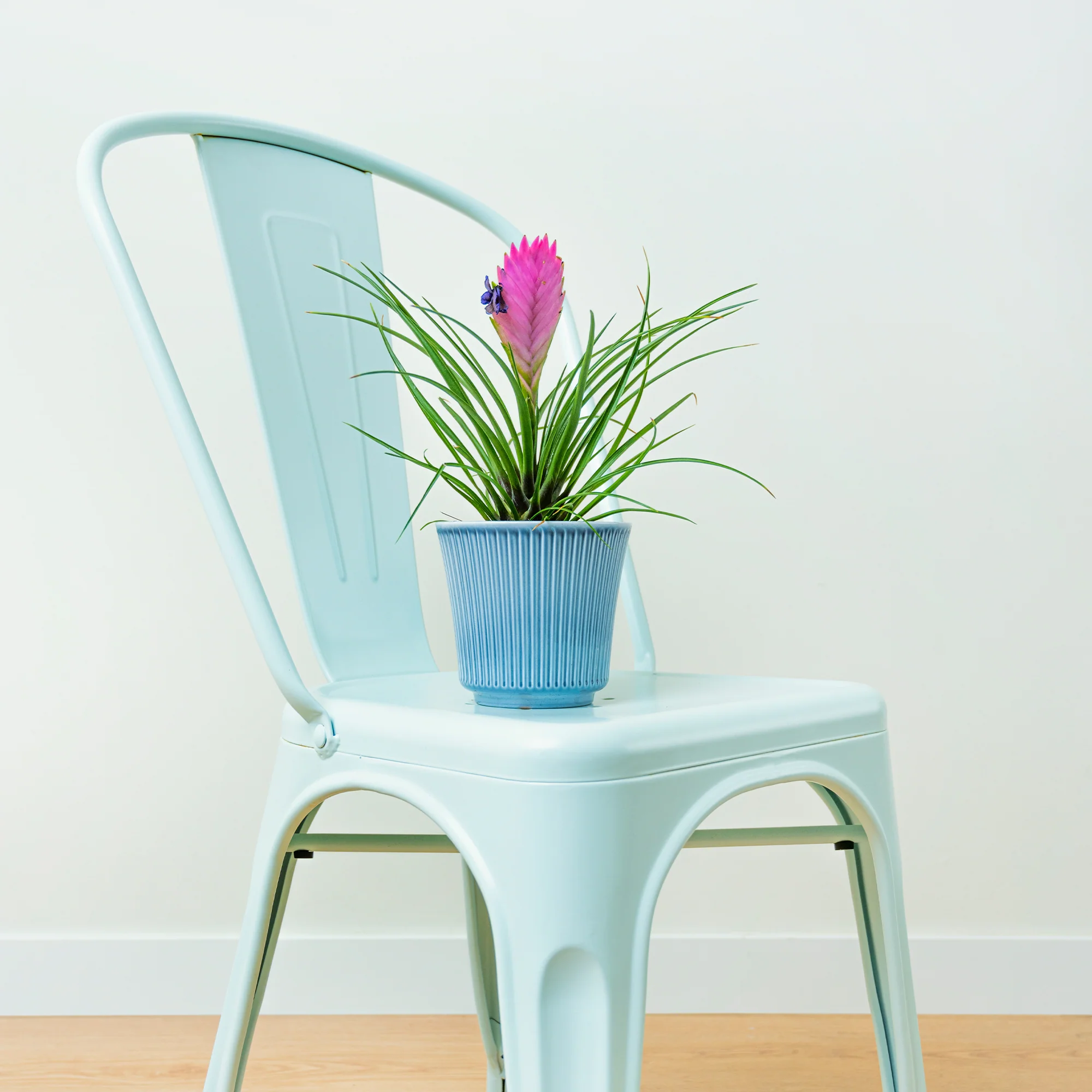 Tillandsia cyanea - Image 5