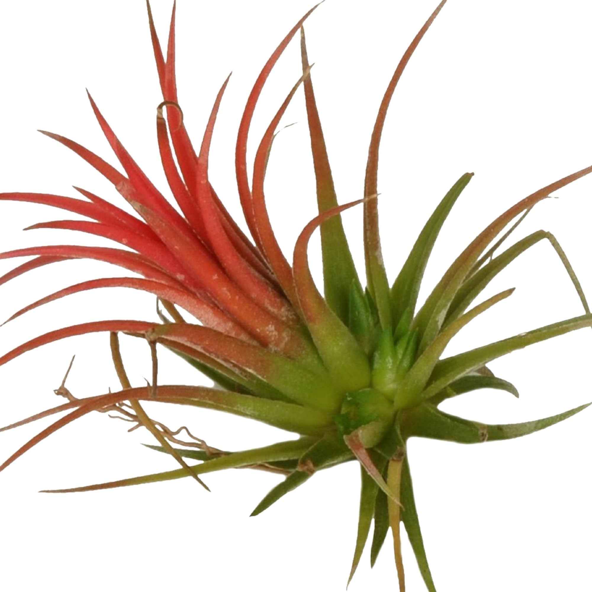 Tillandsia ionantha - Image 2