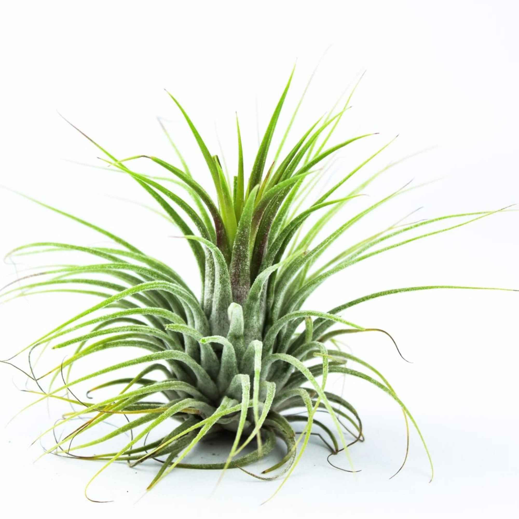Tillandsia ionantha 'Druid'