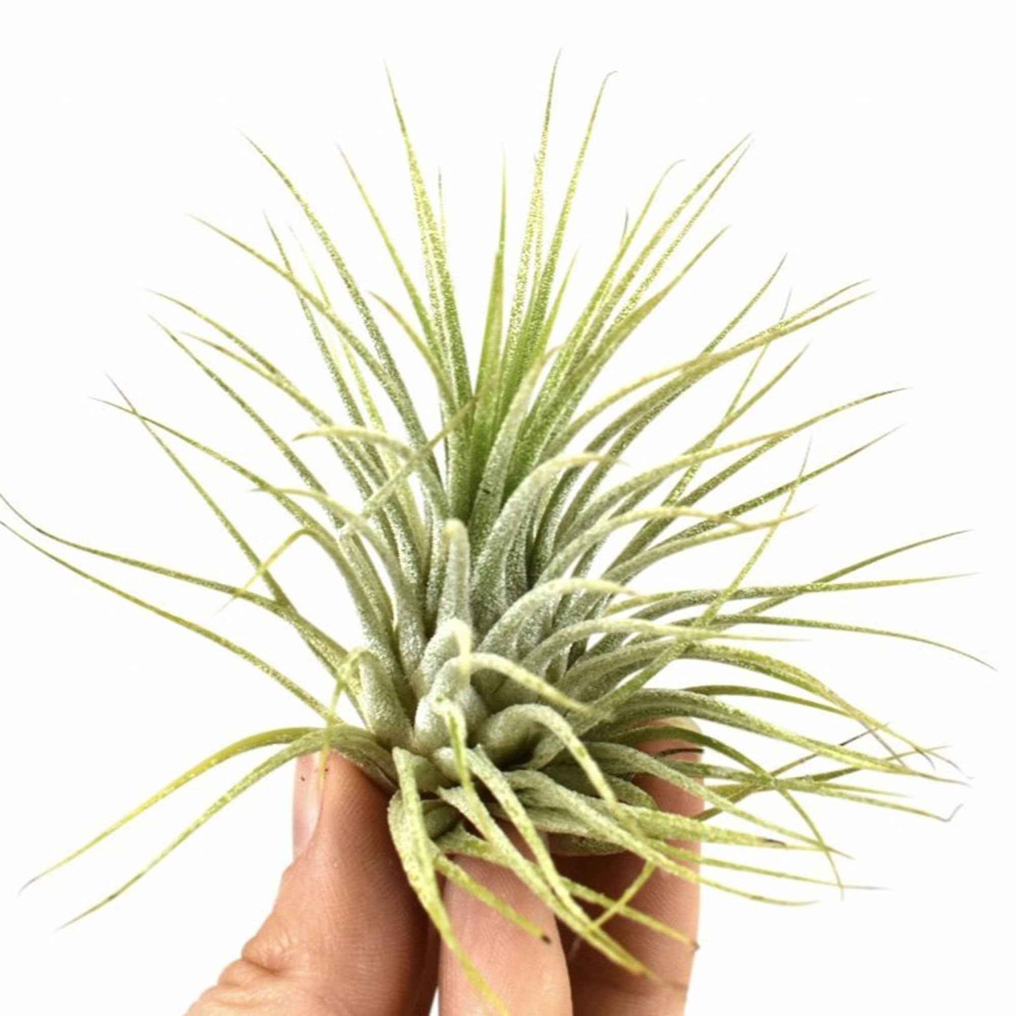 Tillandsia ionantha 'Druid' - Image 2