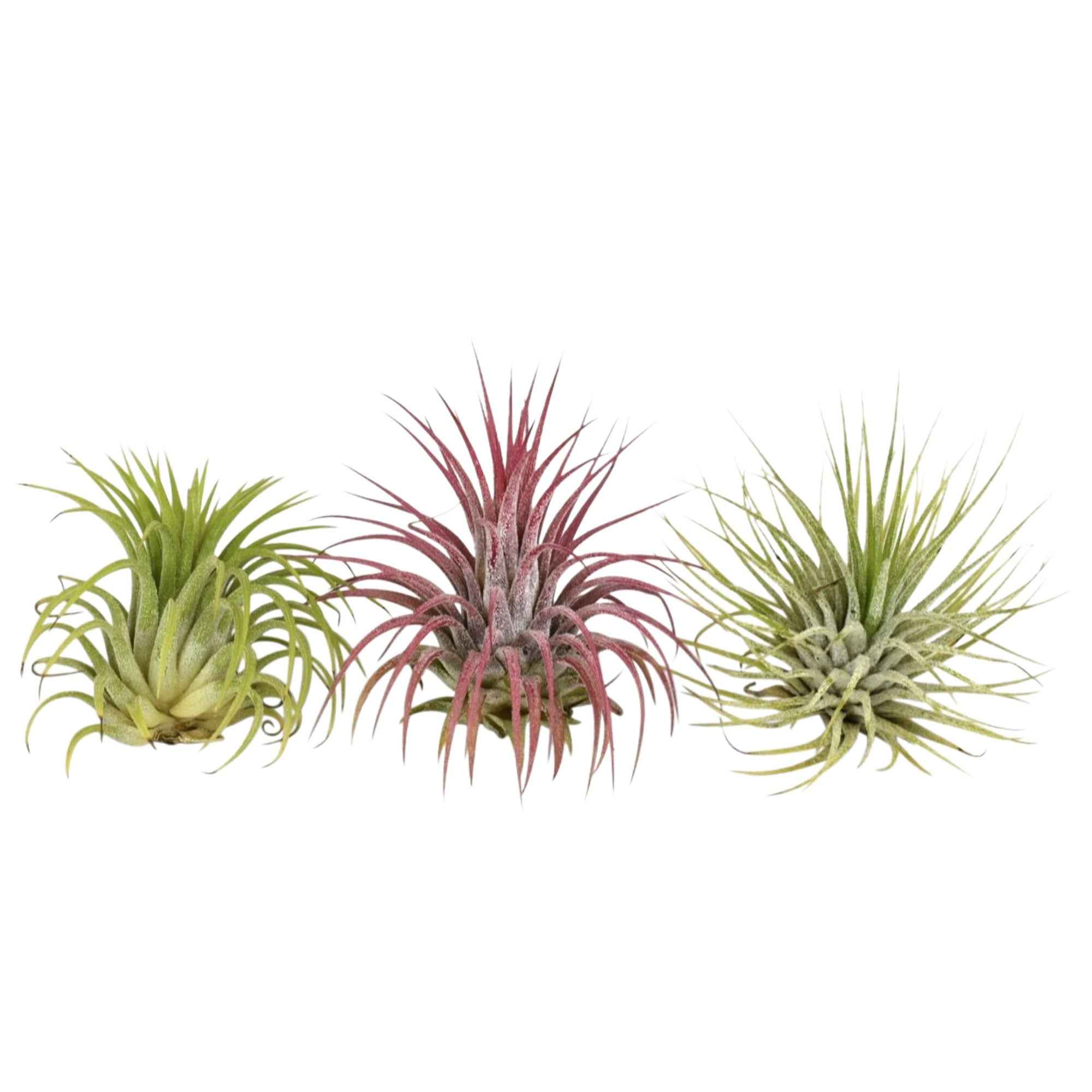 Tillandsia Mix (x3)