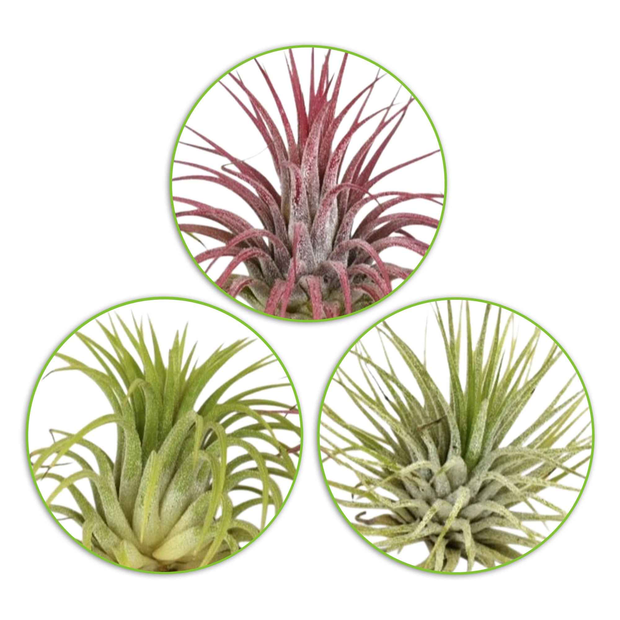 Tillandsia Mix (x3) - Image 2