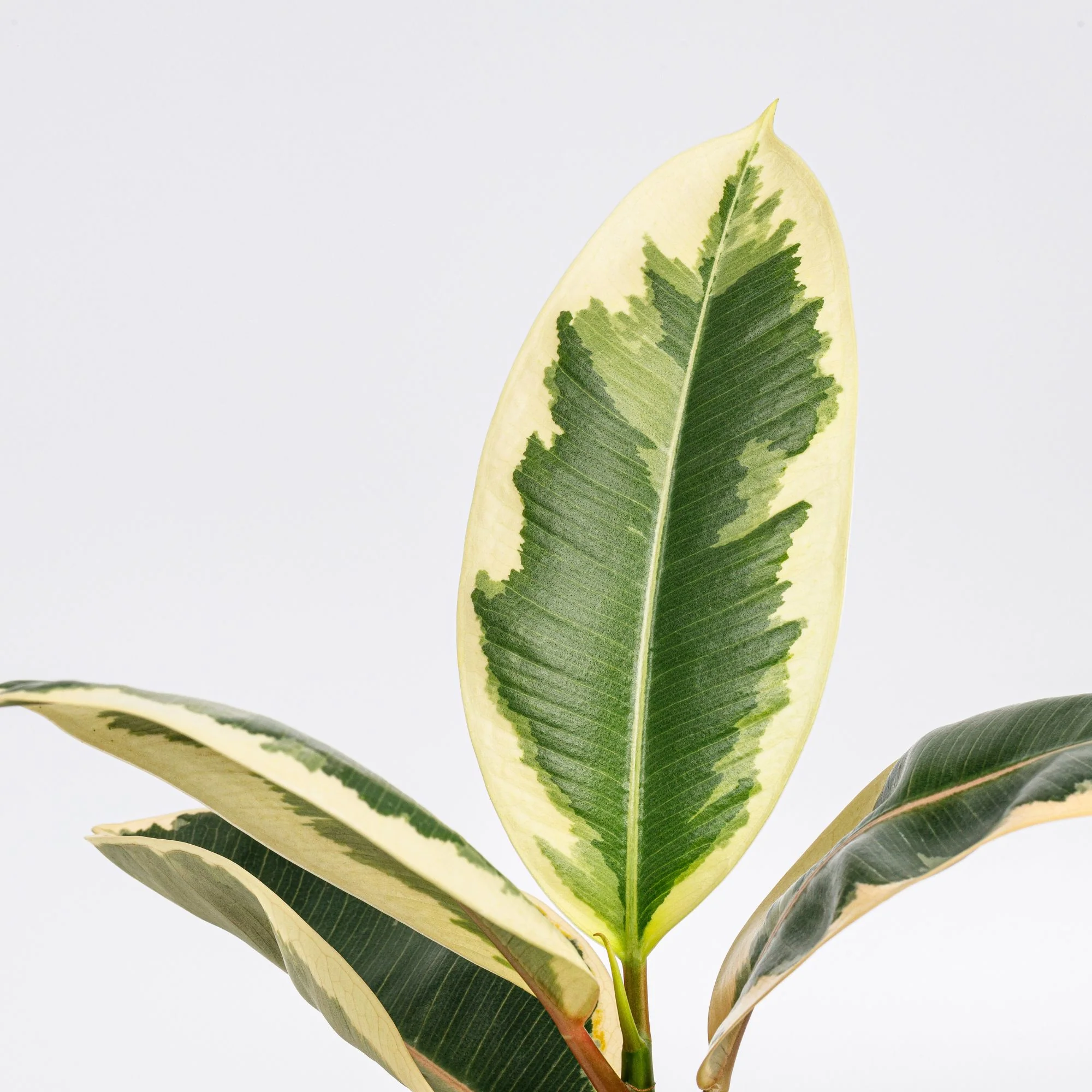 Tineke Rubberplant - Image 3