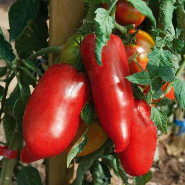 Tomaat 'Cornue des Andes