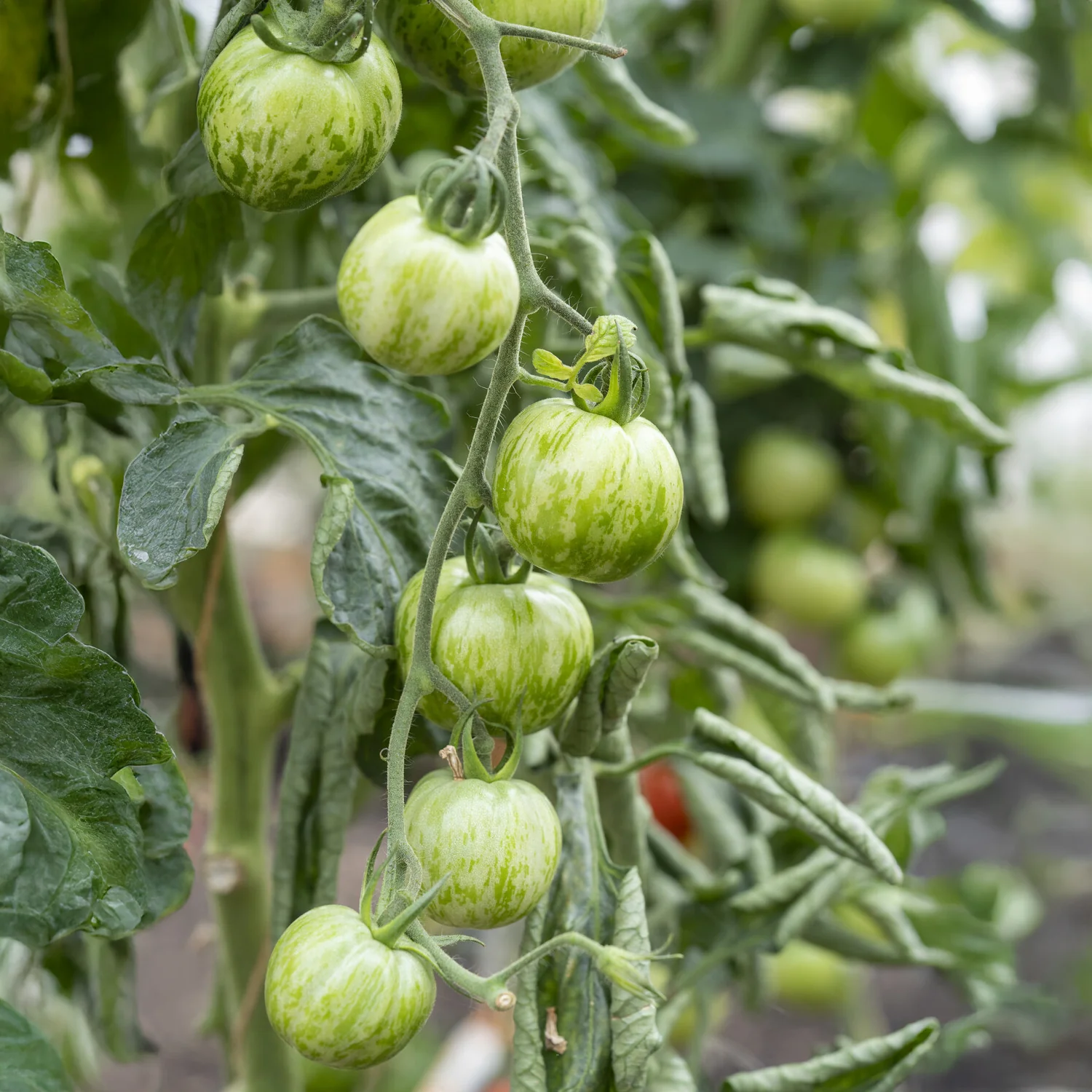 Tomaatplanten 'Green Zebra'