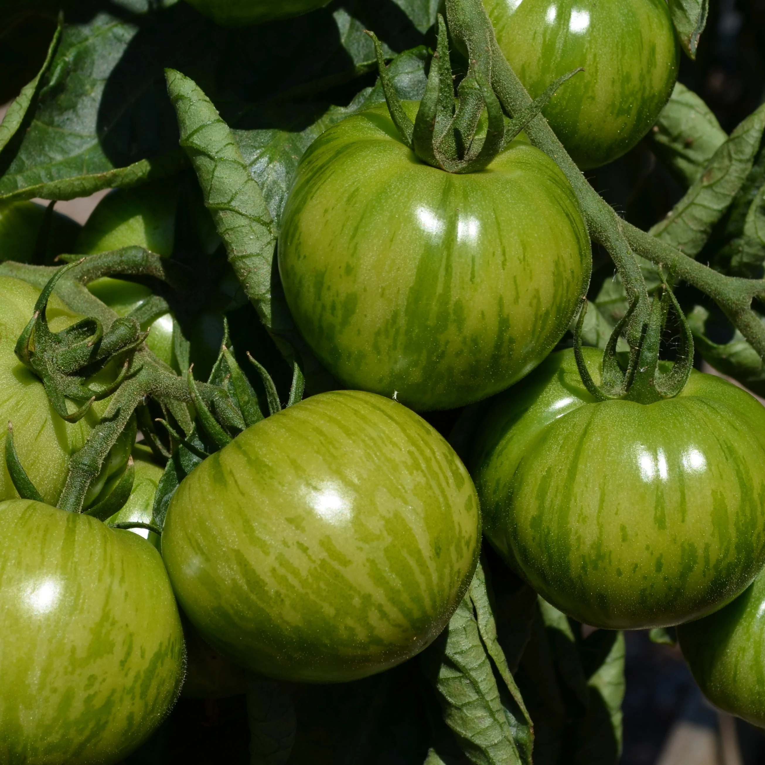 Tomaatplanten 'Green Zebra' - Image 2