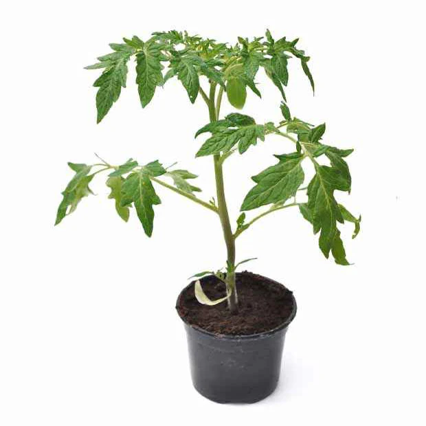 Tomaatplanten 'Green Zebra' - Image 5