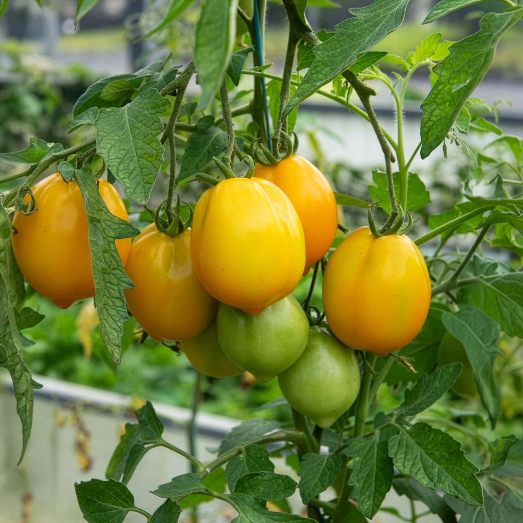 Tomaat 'Lemon Tree'