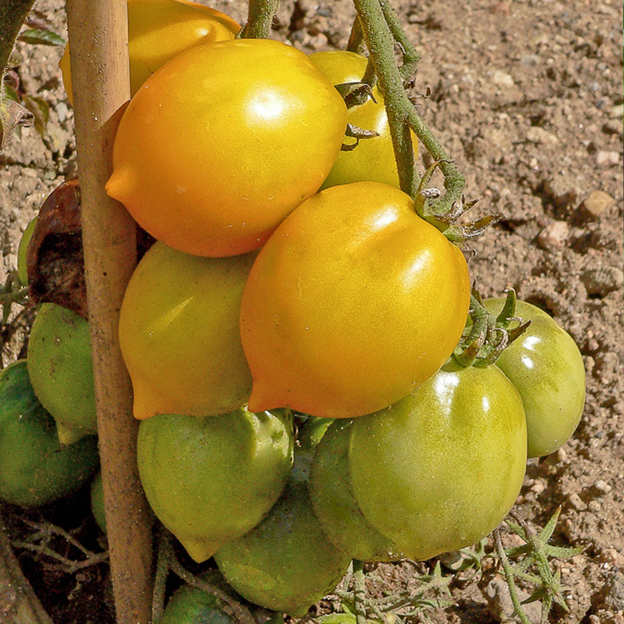 Tomaat 'Lemon Tree' - Image 2