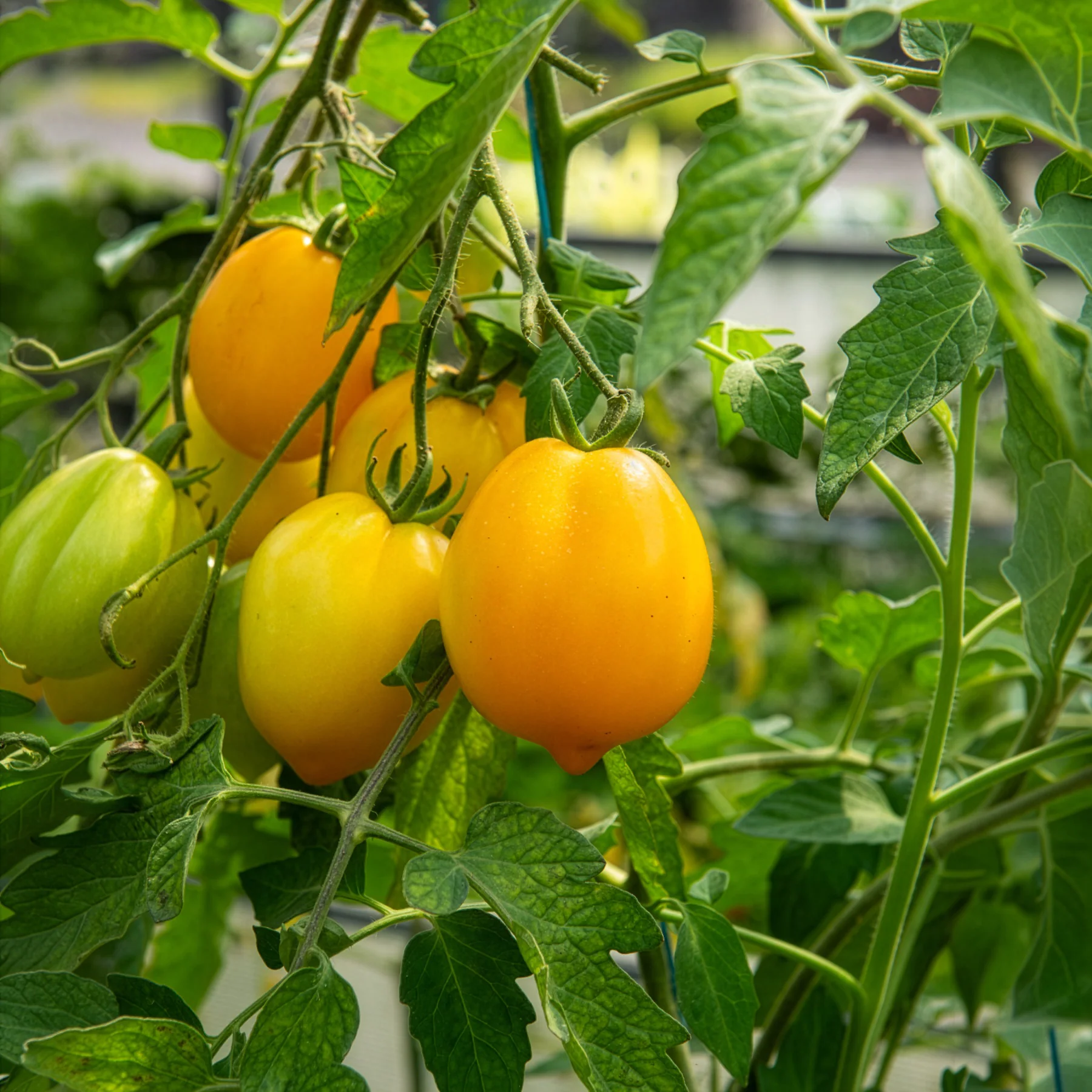Tomaat 'Lemon Tree' - Image 3