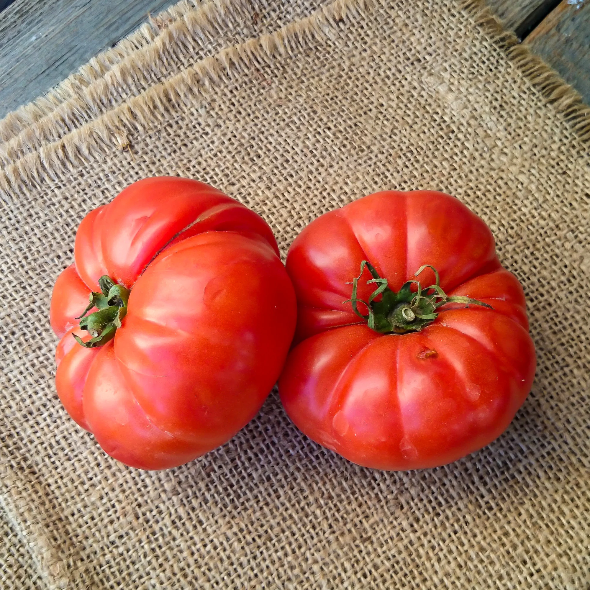 Tomaat 'Marmande' zaden - Image 3