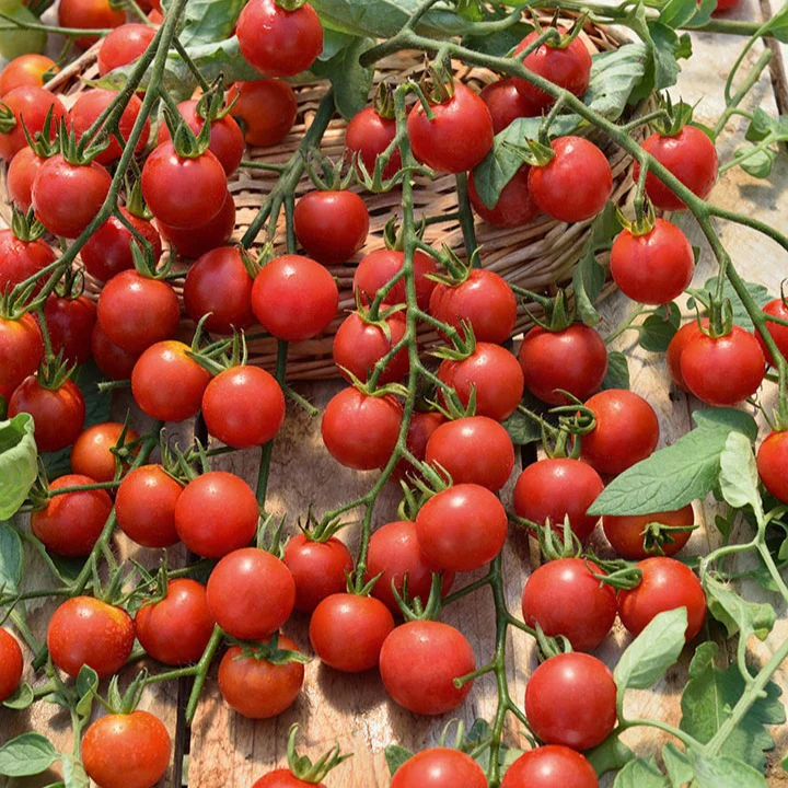 Tomaat 'Supersweet 100'