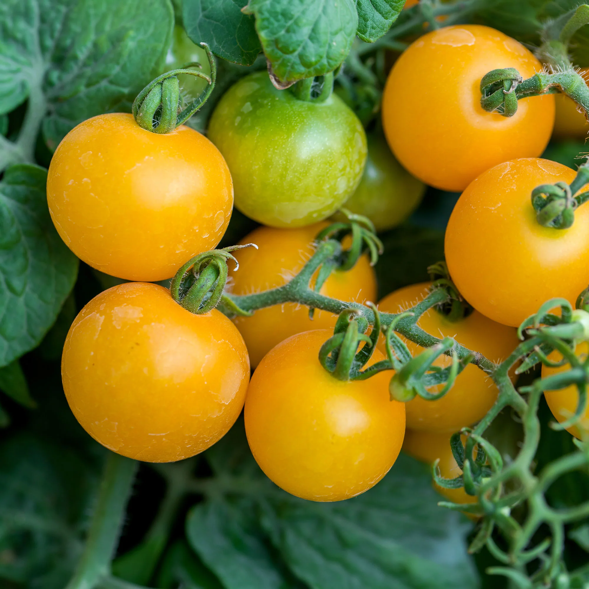 Tomaten pakket Solanum 'Toffe Tomaten' - Groentezaden