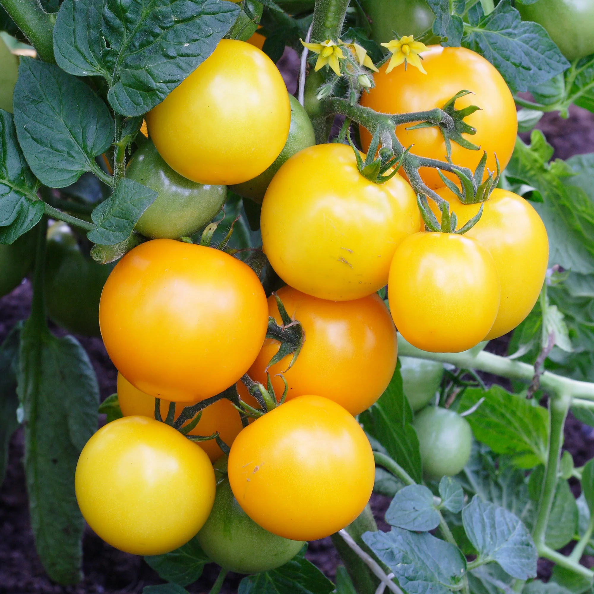 Tomaten pakket Solanum 'Toffe Tomaten' - Groentezaden - Image 4
